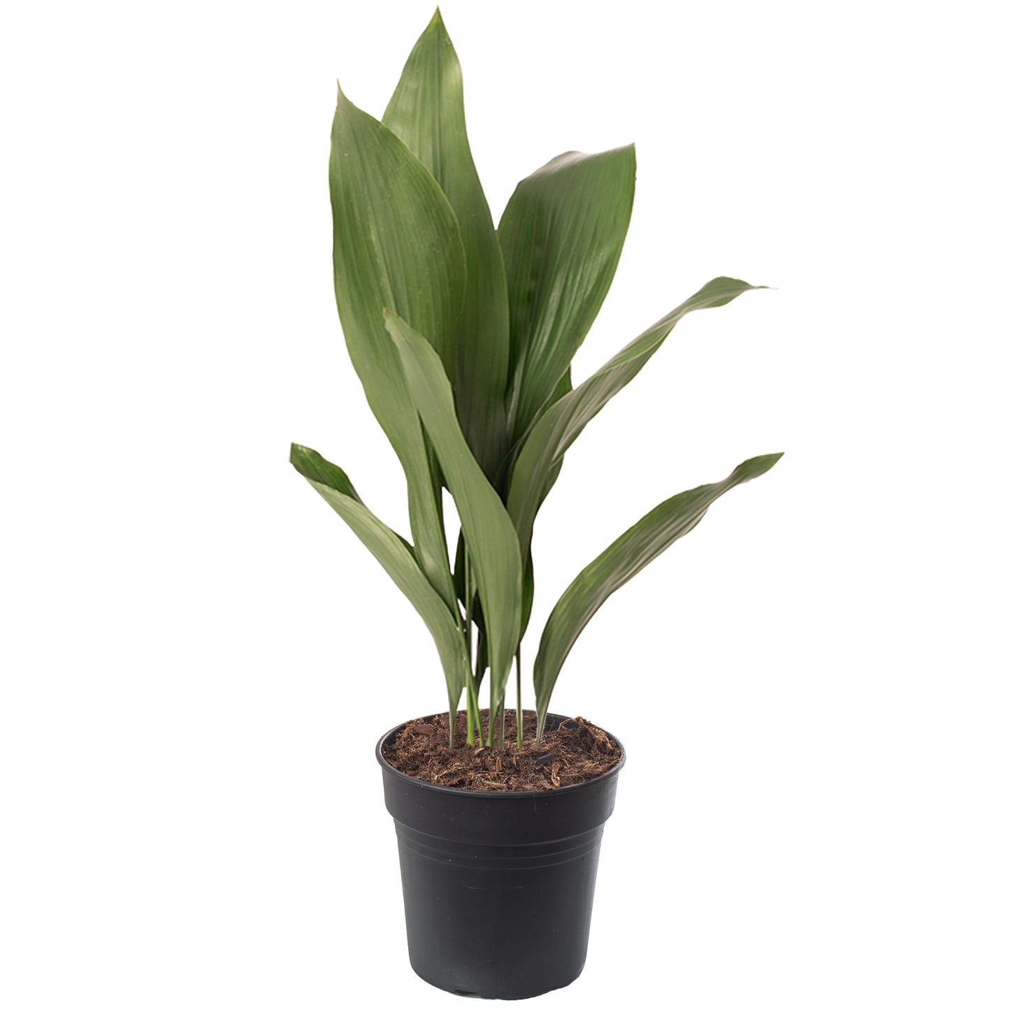 Aspidistra Elatior