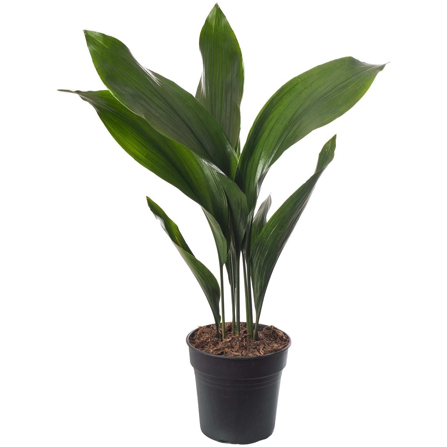 Aspidistra Elatior
