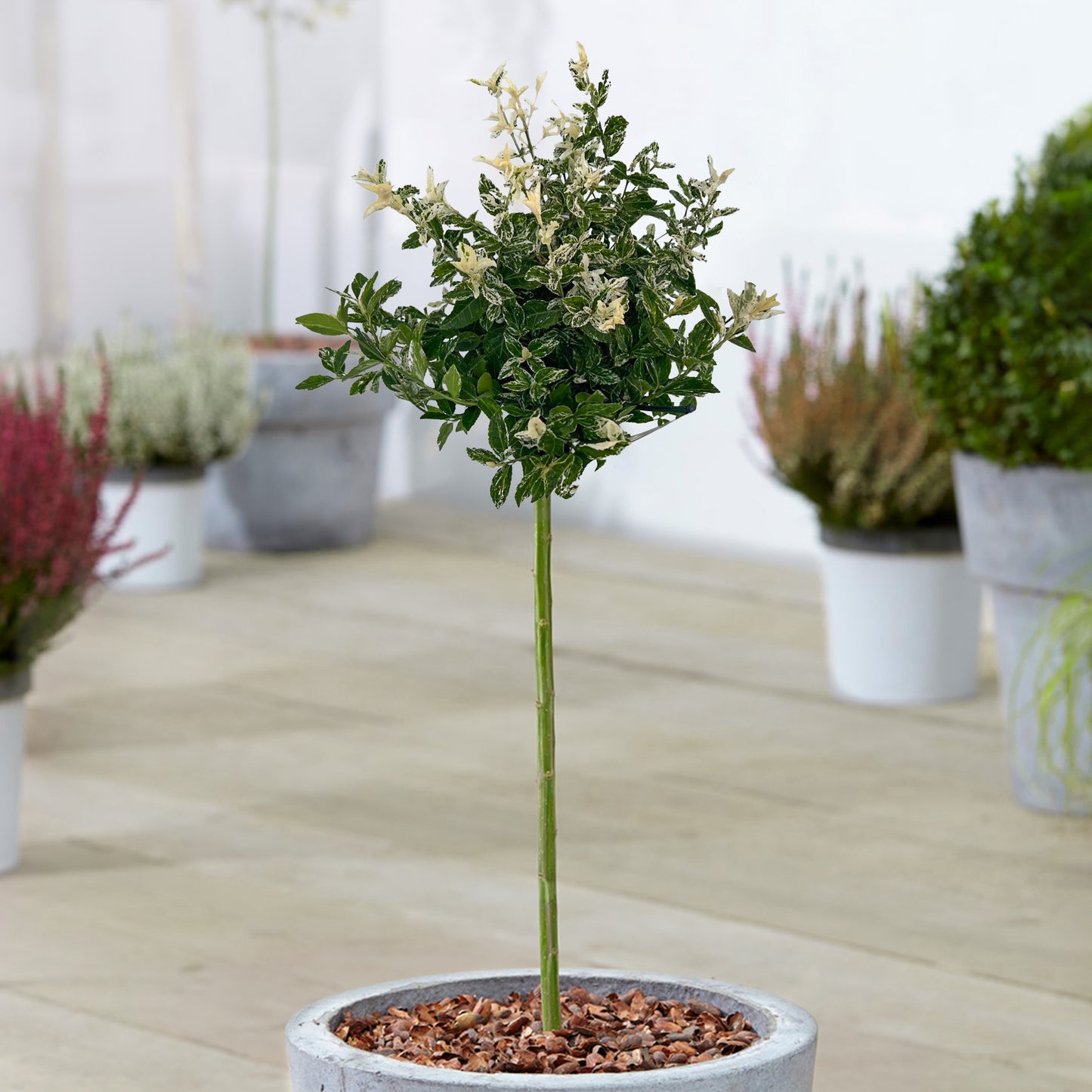 Euonymus Harlequin Patio Tree