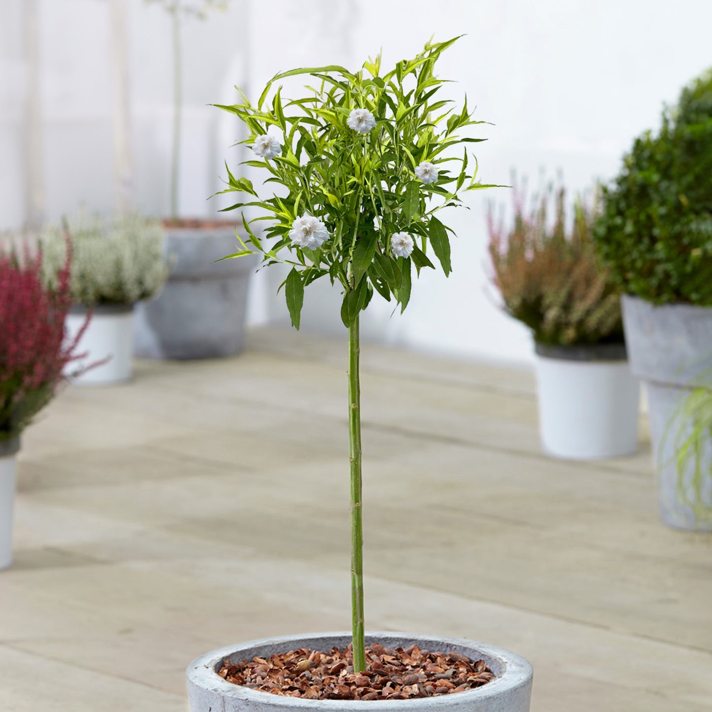 Prunus White Peachy Patio Tree