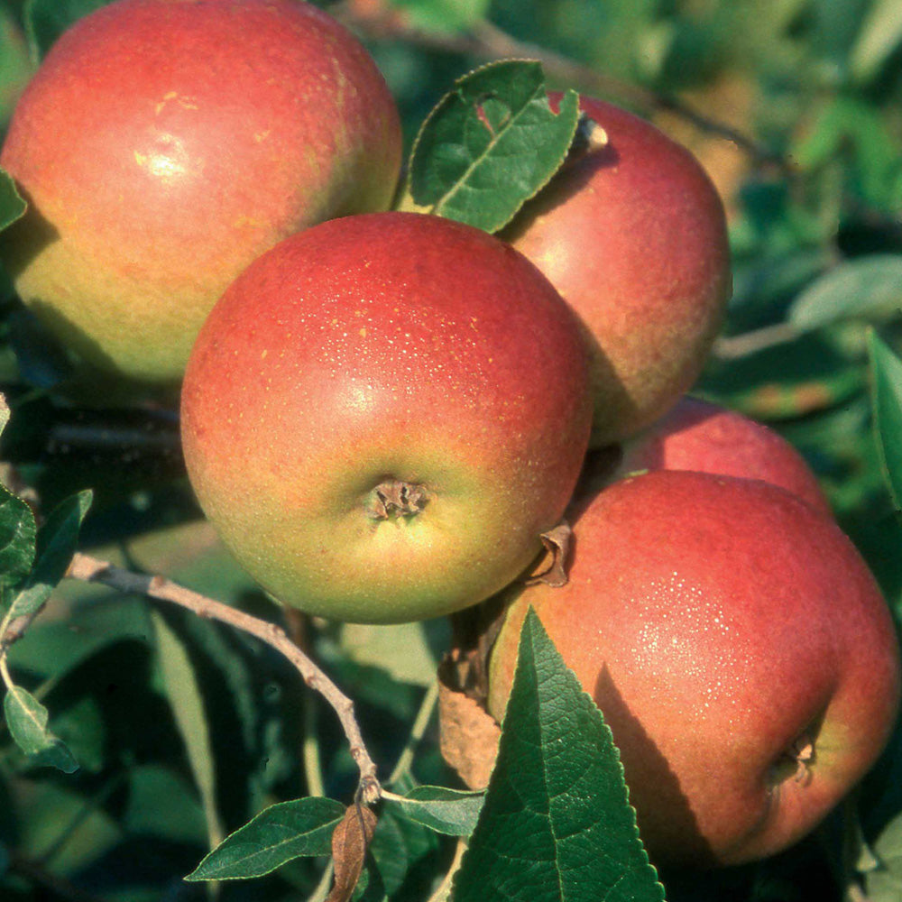 Apple Cox's Orange Pippin (12L, 4-5ft)