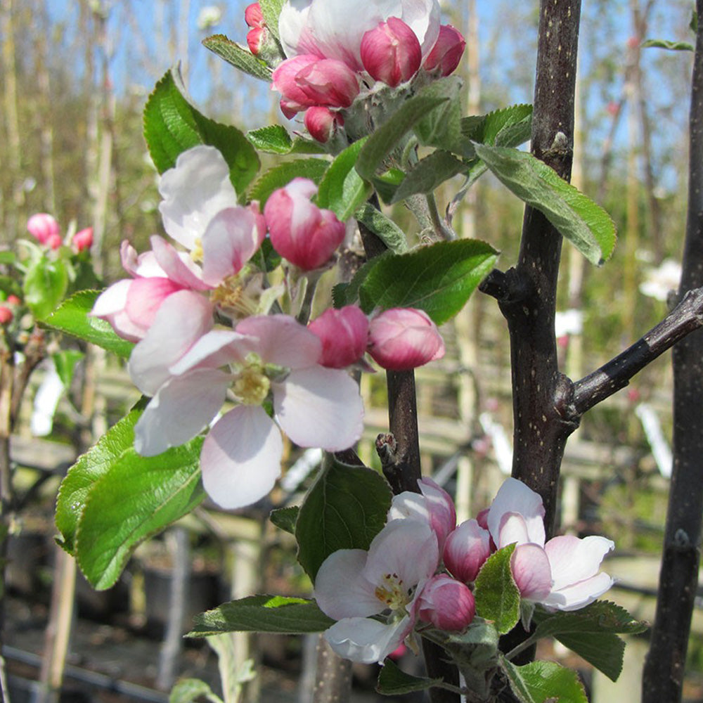 Apple Cox's Orange Pippin (12L, 4-5ft)