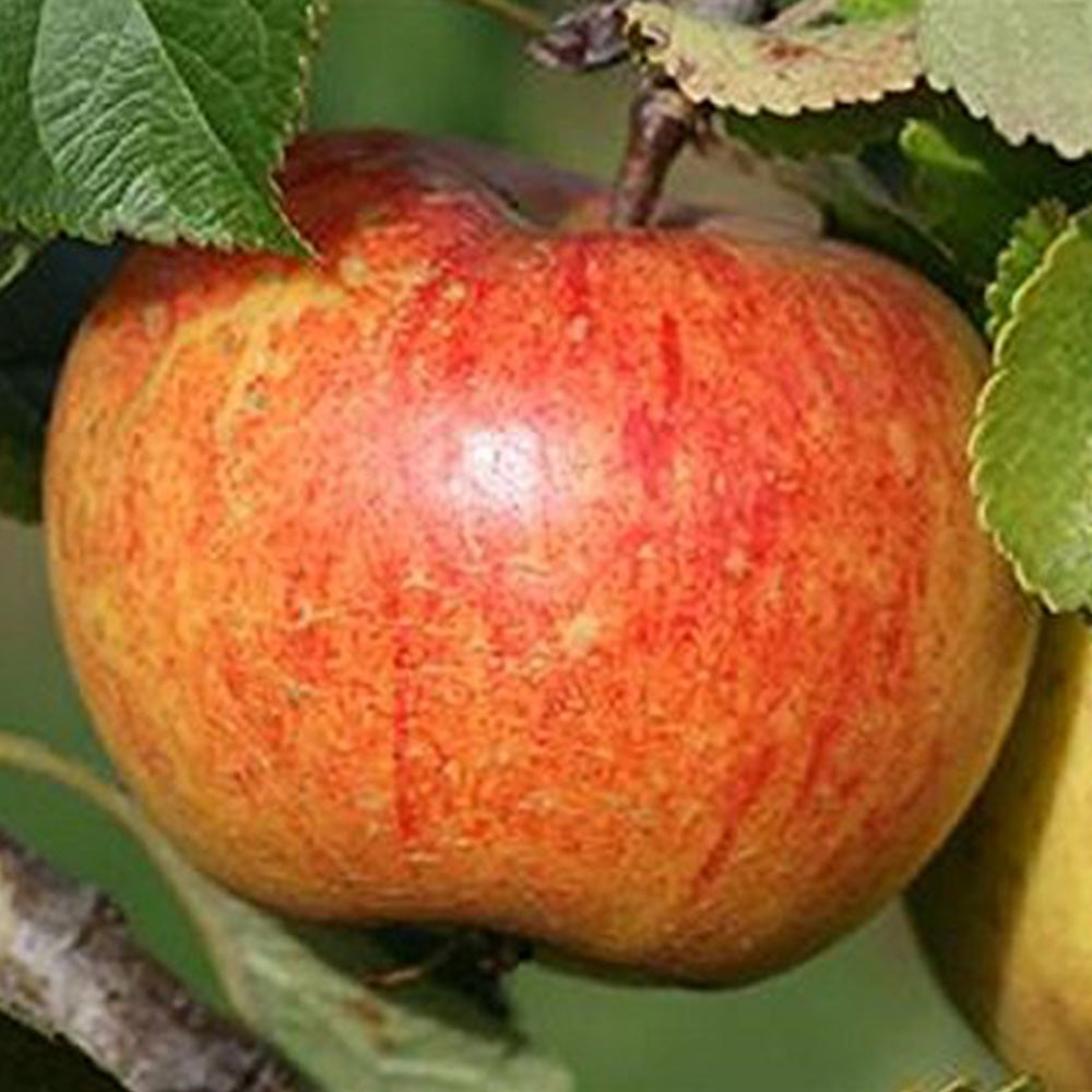Apple Laxton's Superb (12L, 4-5ft)