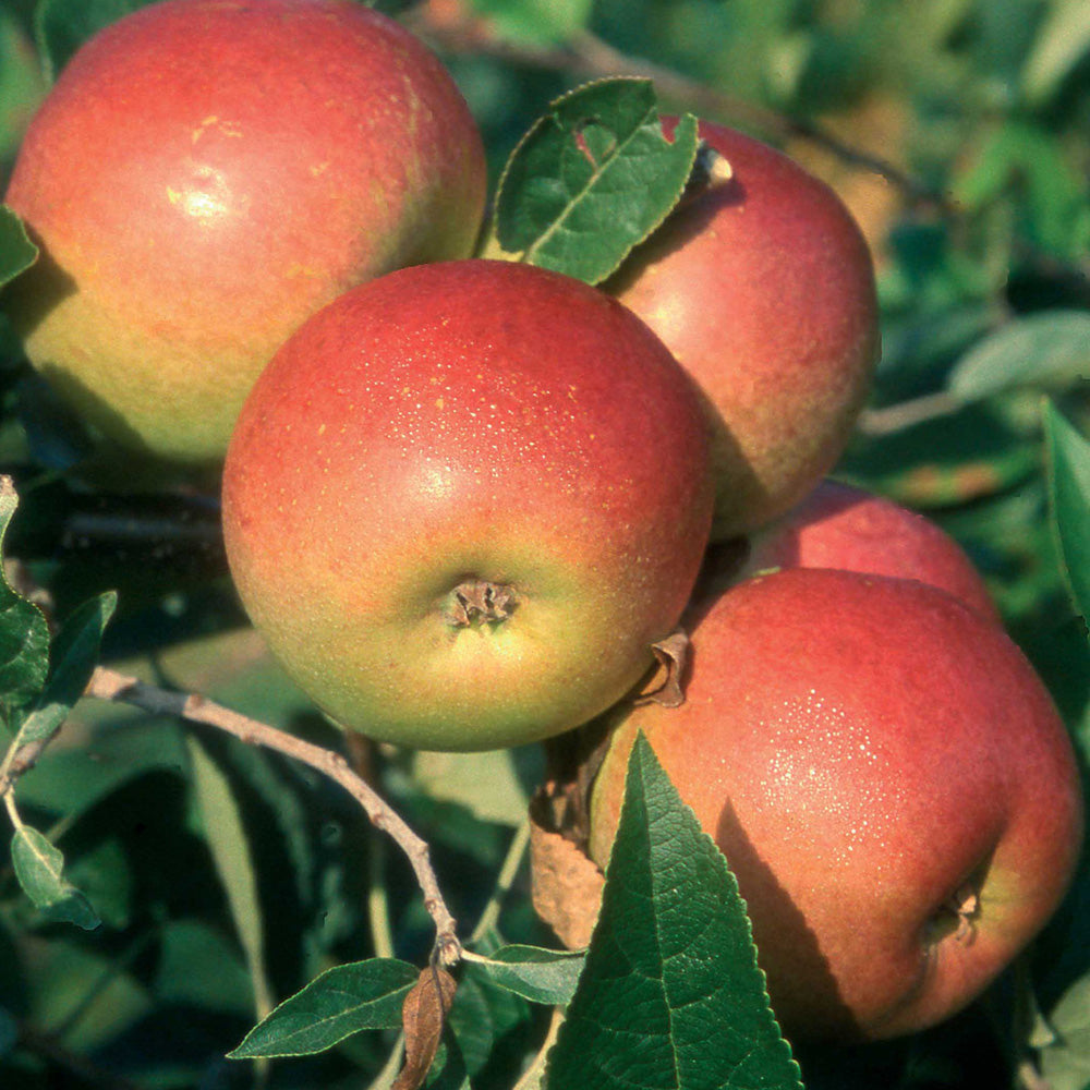 Apple Laxton's Superb (12L, 4-5ft)