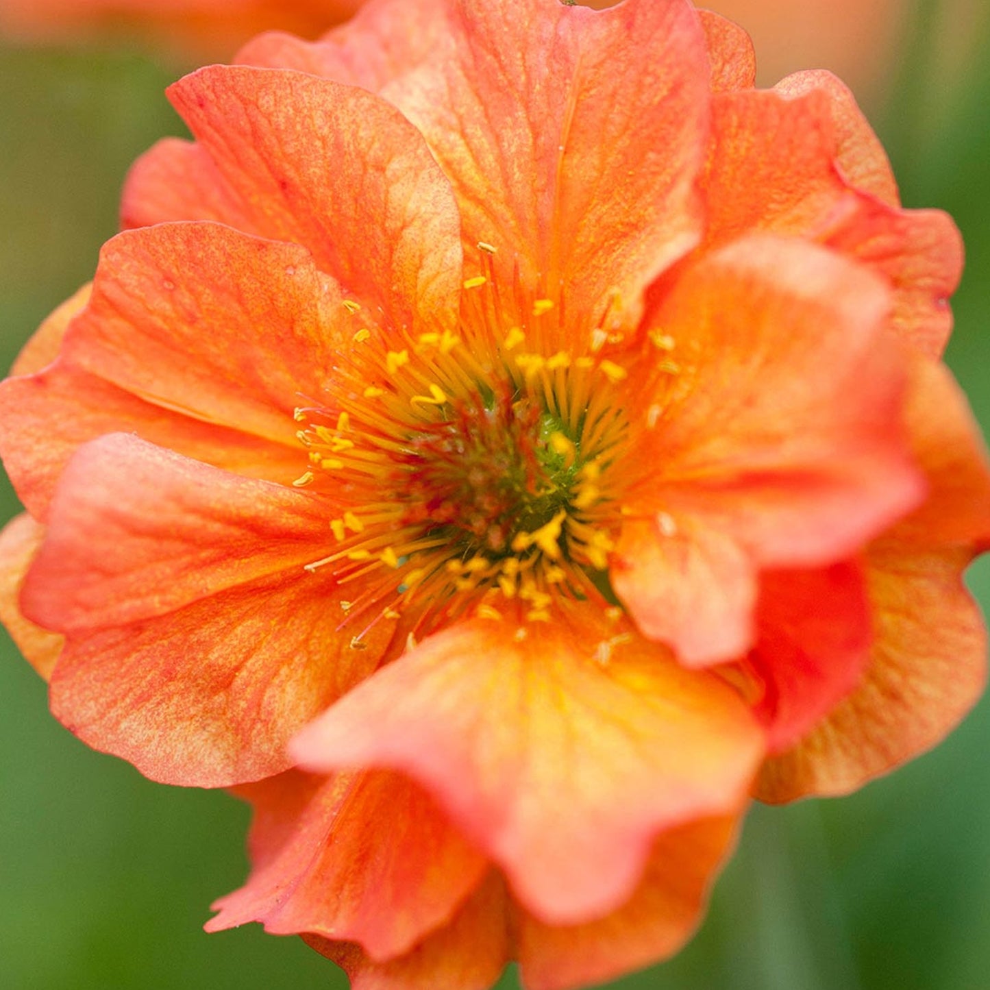 Geum Totally Tangerine