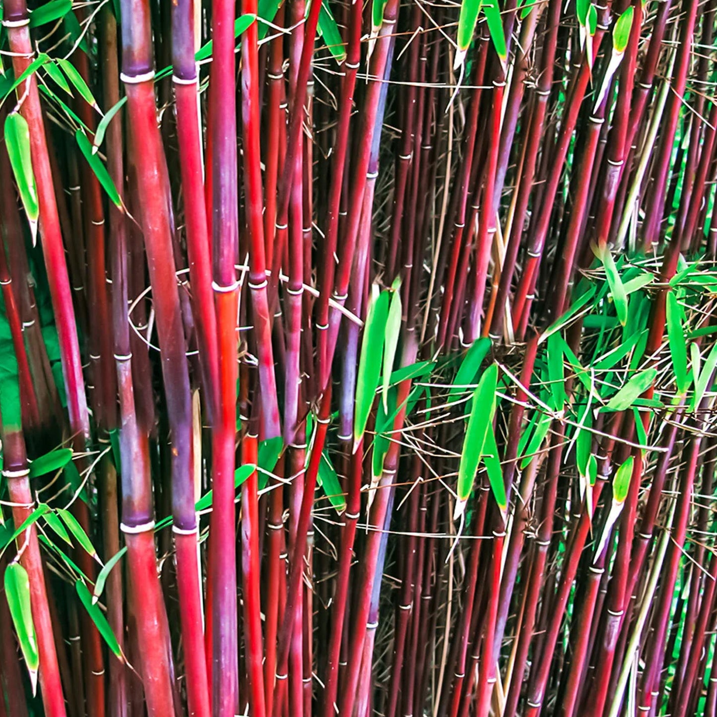 Bamboo Fargesia Asian Wonder