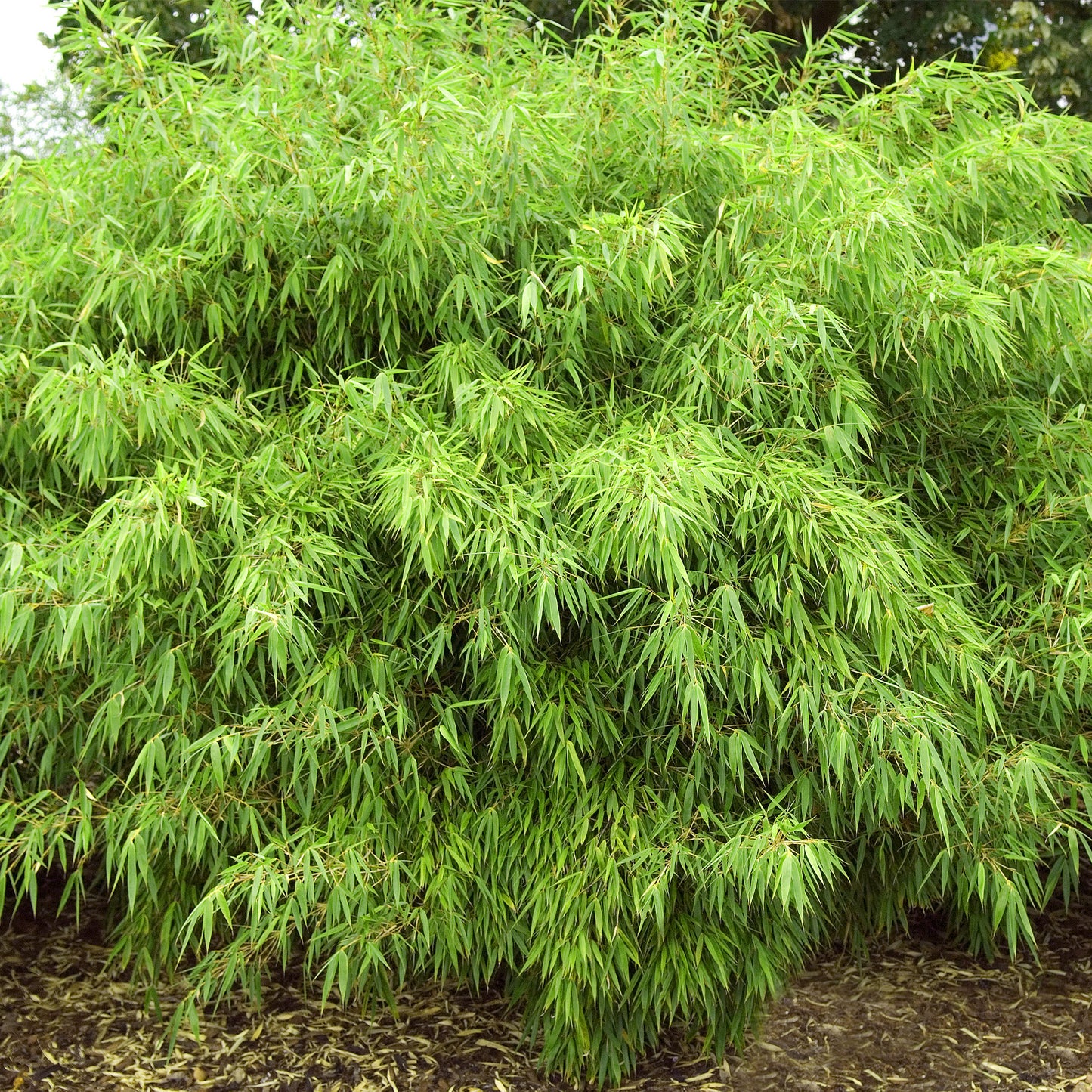 Bamboo Fargesia Rufa