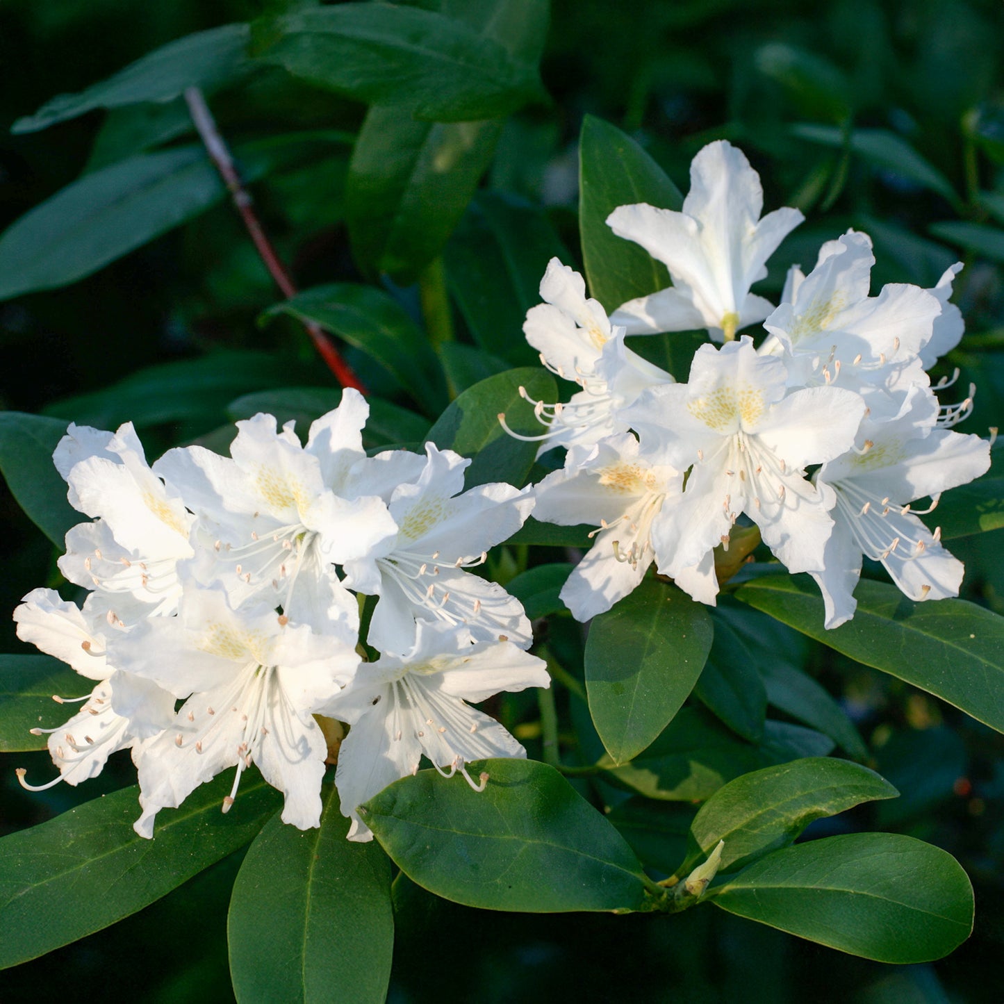 Rhododendron Cunninghams White