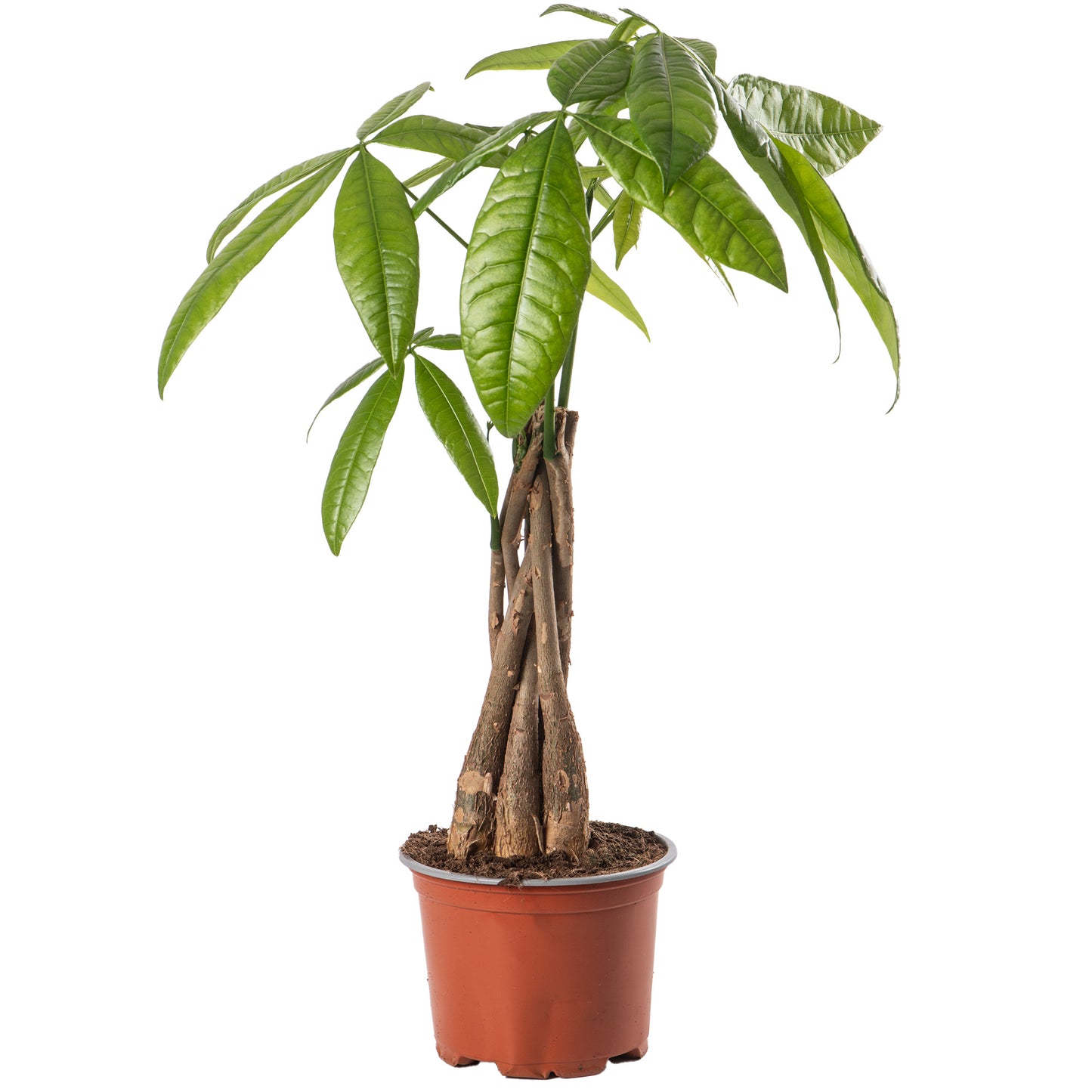 Pachira Aquatica