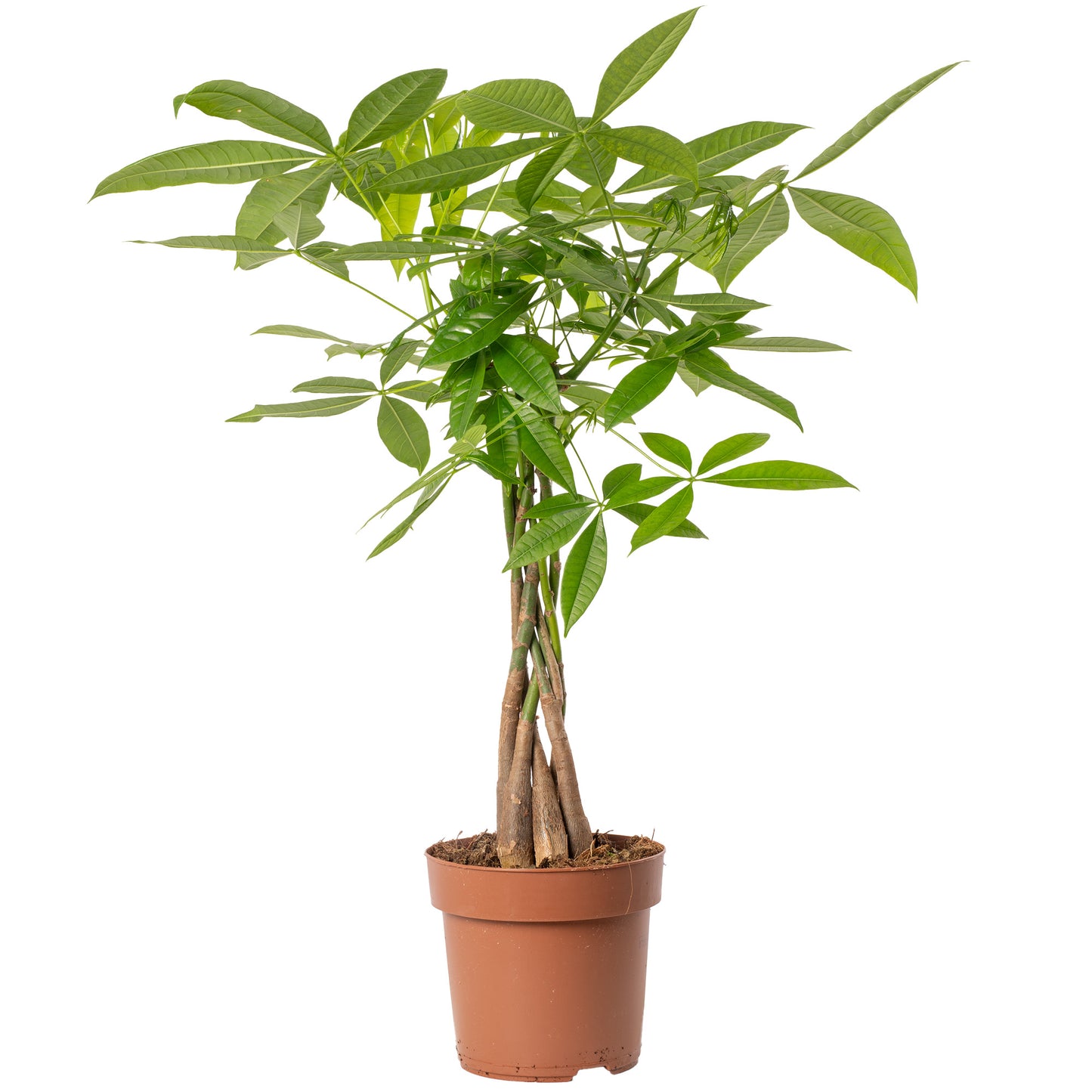 Pachira Aquatica