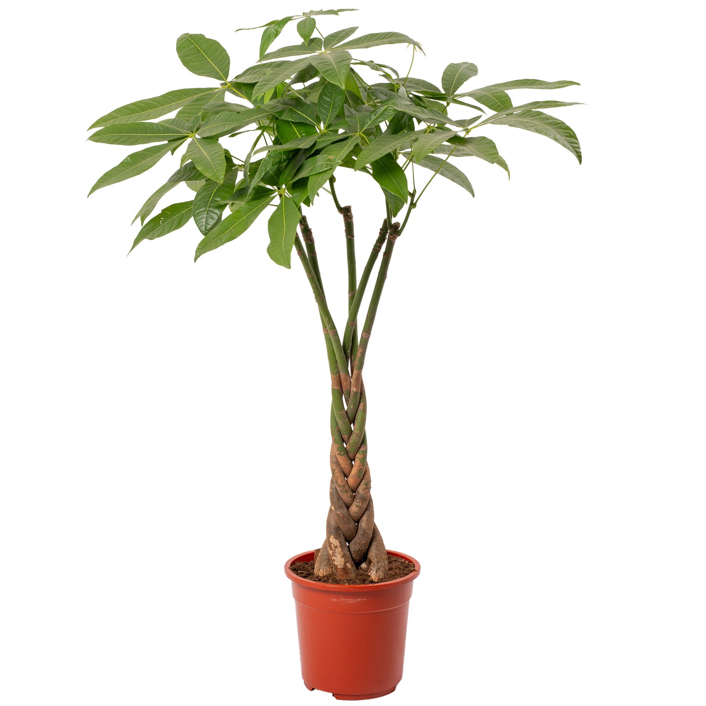 Pachira Aquatica