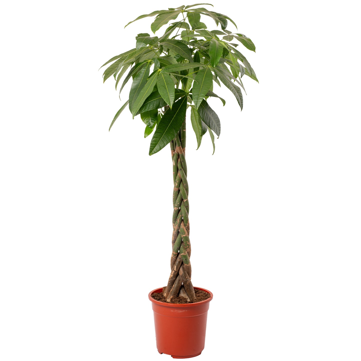 Pachira Aquatica