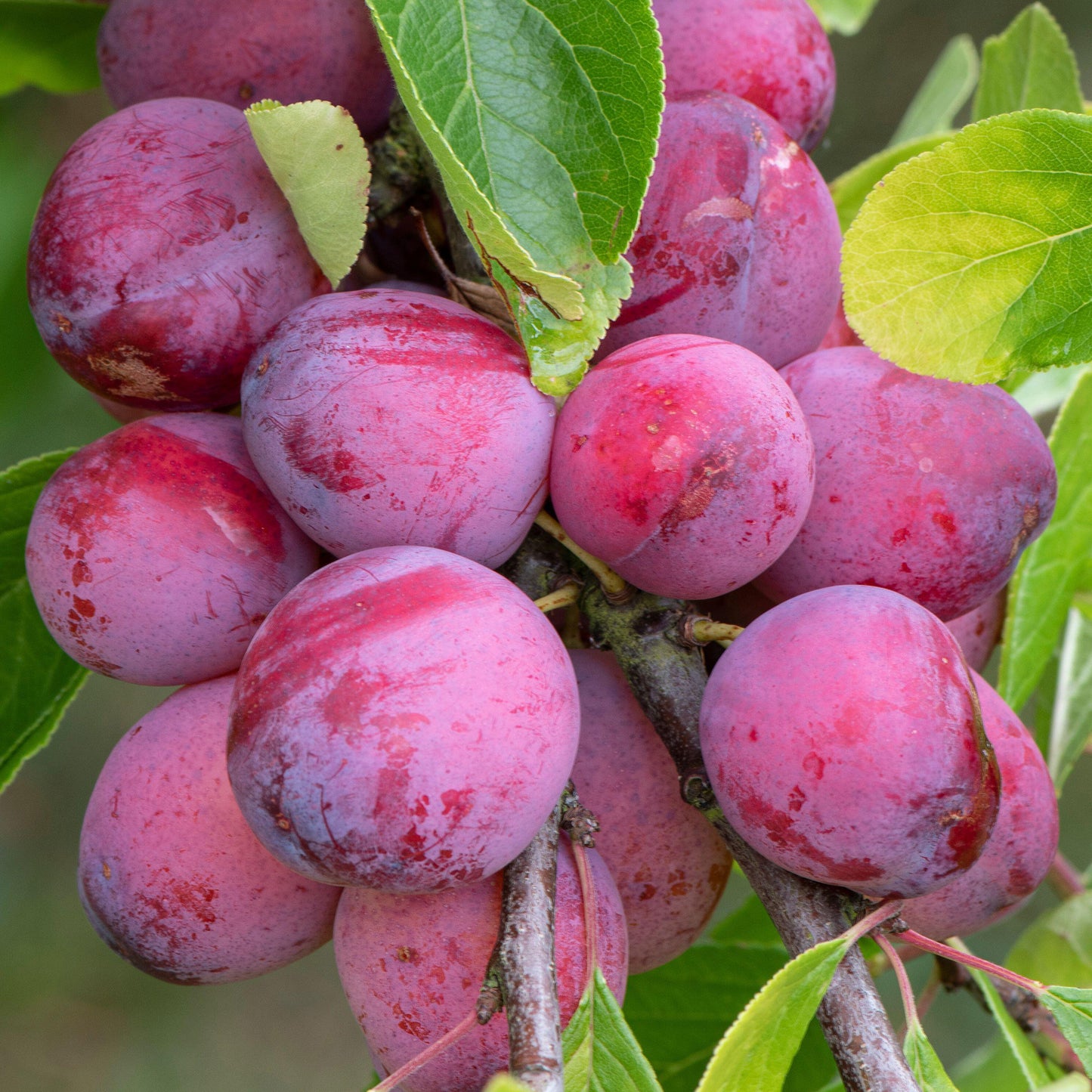 Plum Victoria Tree (7.5L, 4-5ft)