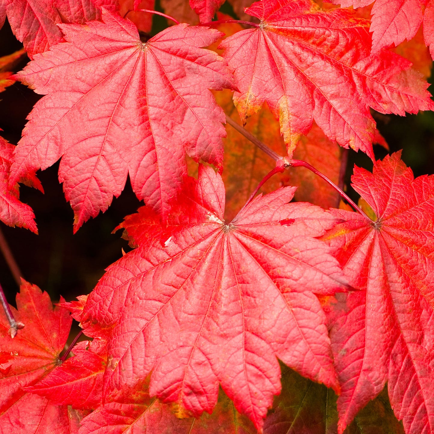 Acer Vitifolium