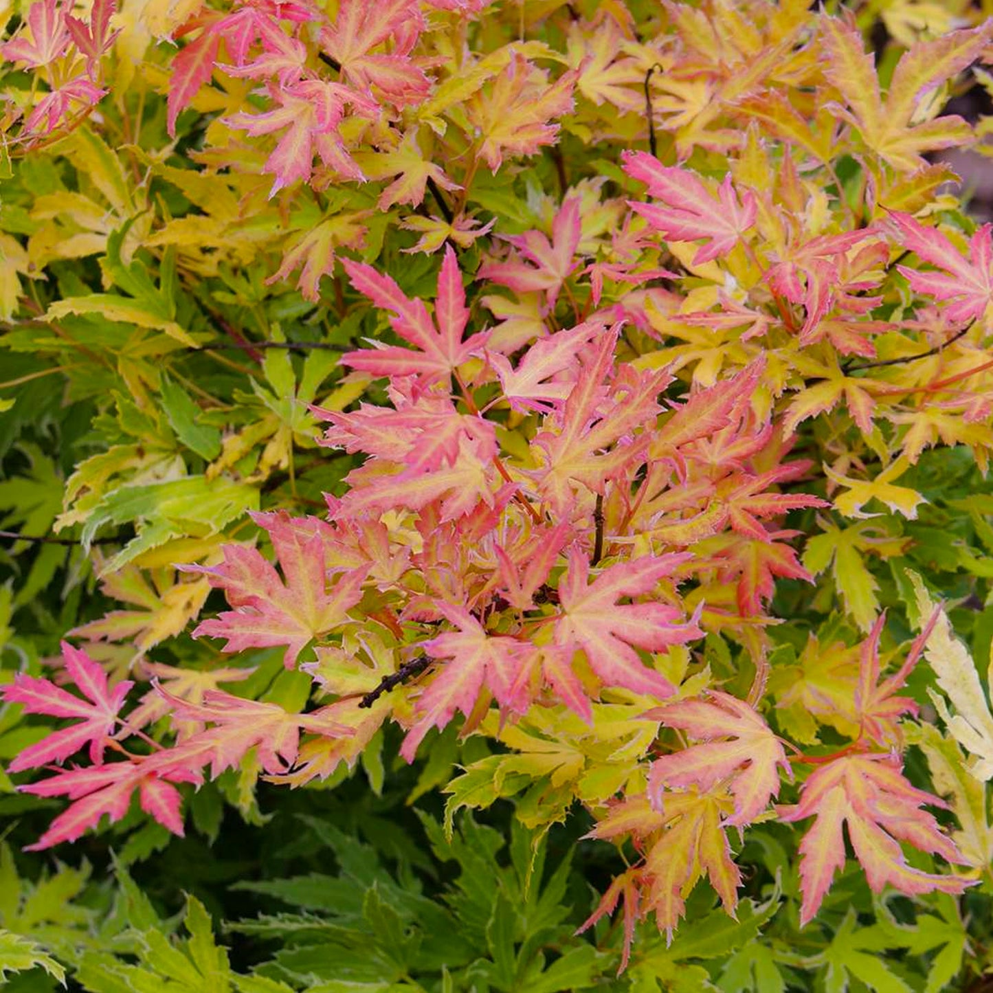 Acer Metamorphosa