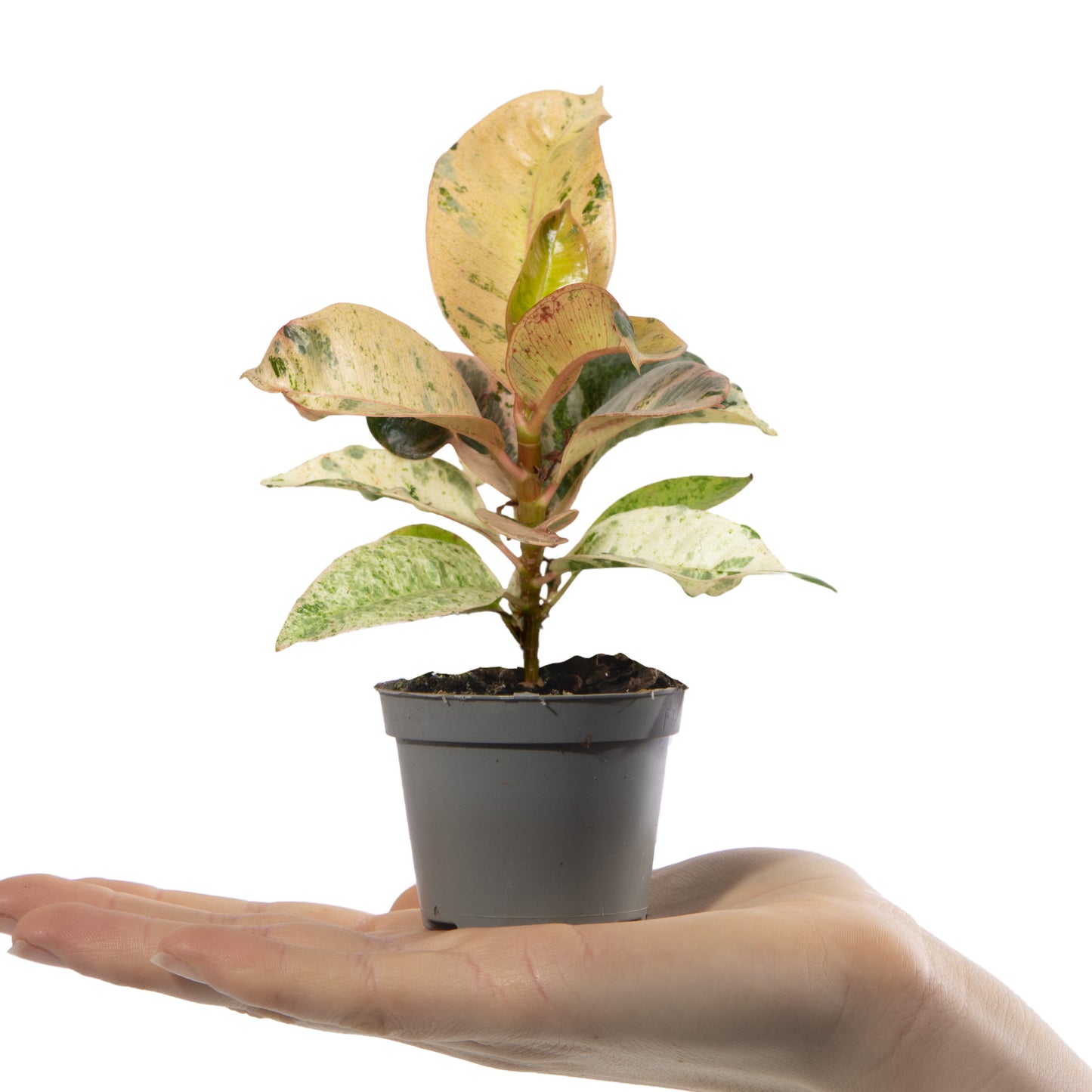 Baby Plants - Ficus Elastica Schrijveriana
