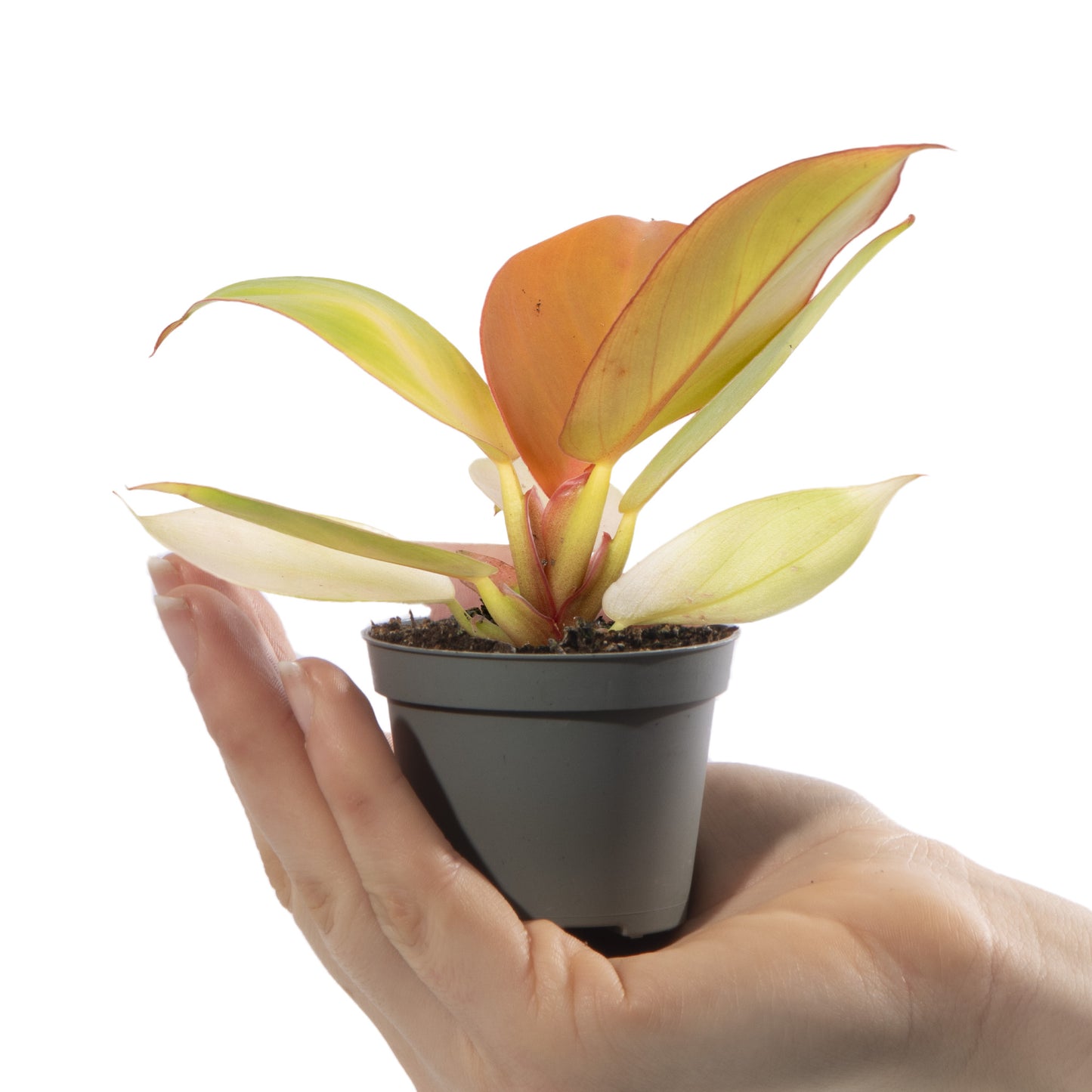 Baby Plants - Philodendron Orange