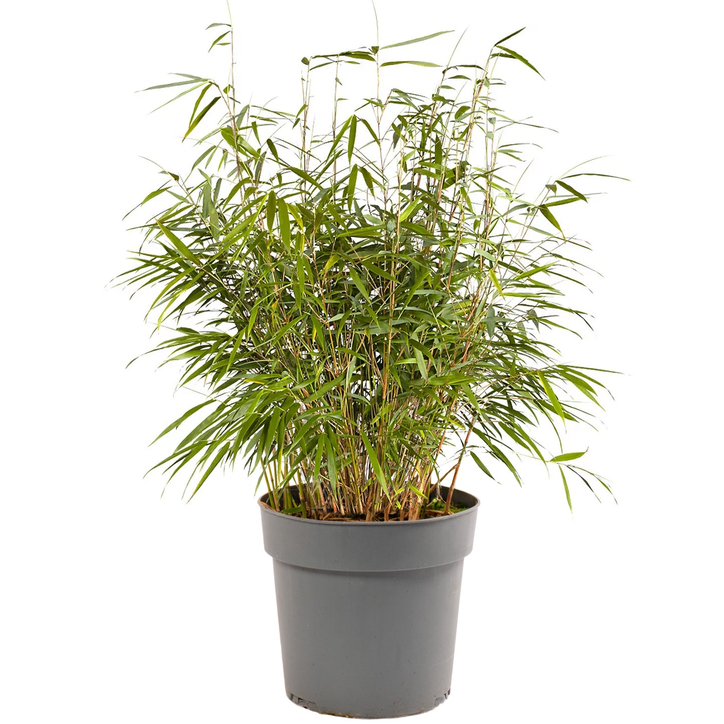 Bamboo Fargesia Asian Wonder
