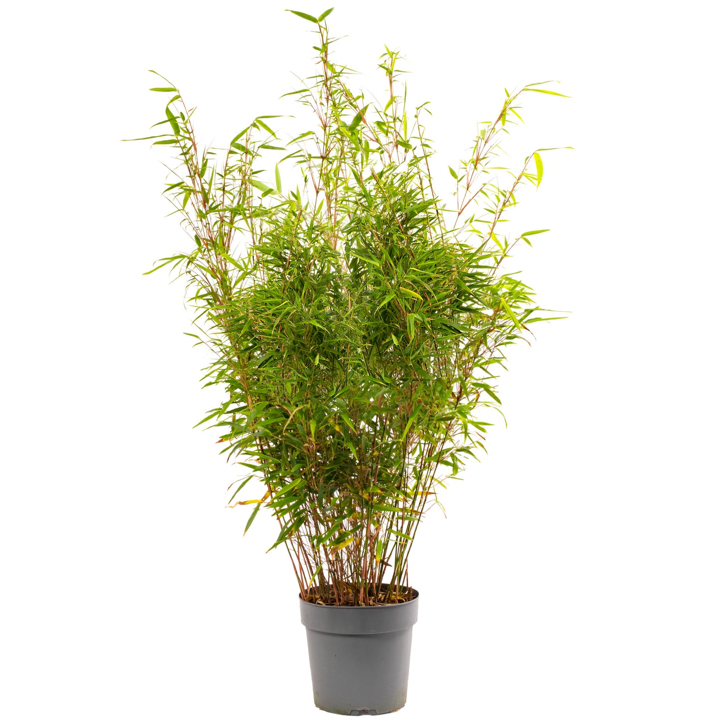 Bamboo Fargesia Rufa