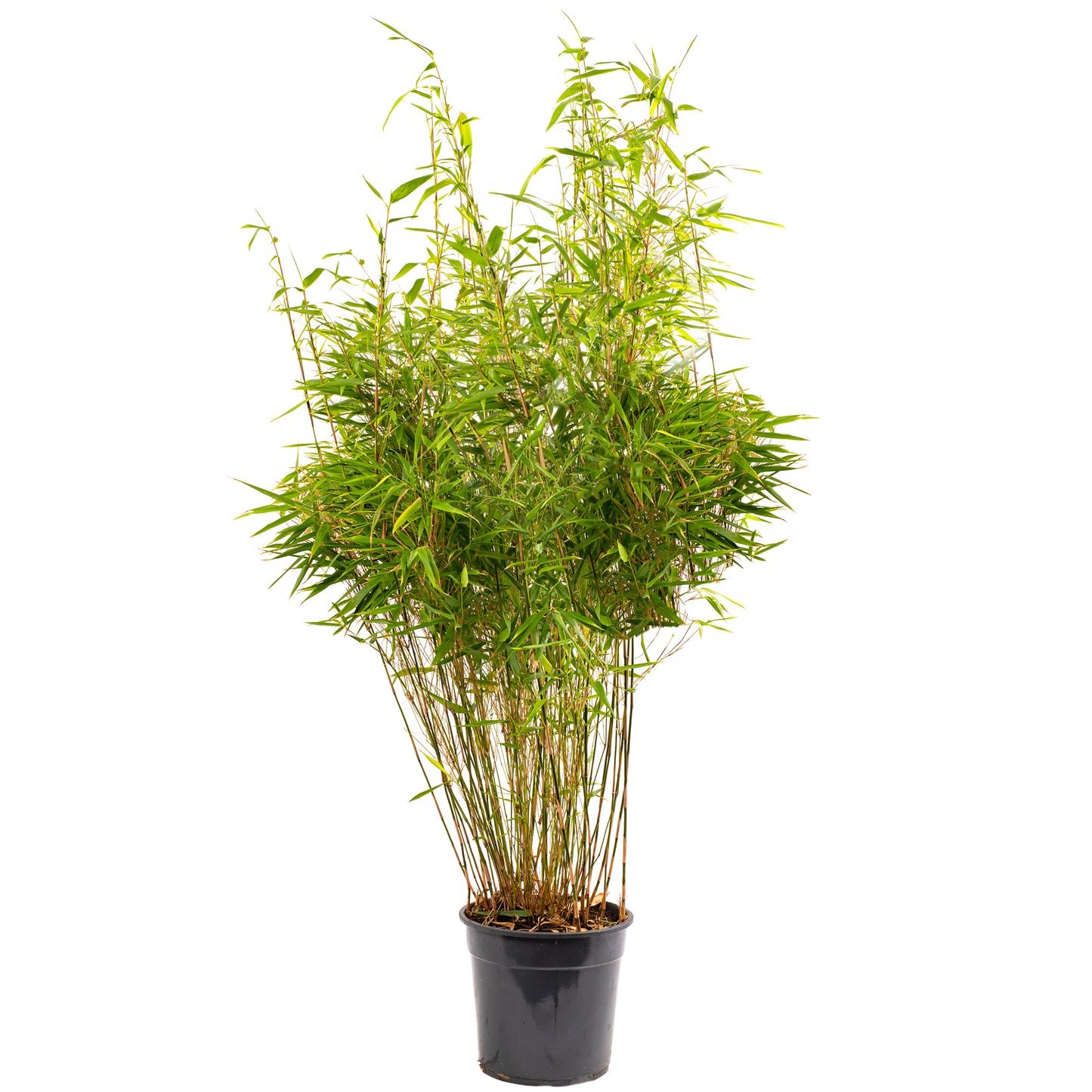 Bamboo Fargesia Rufa