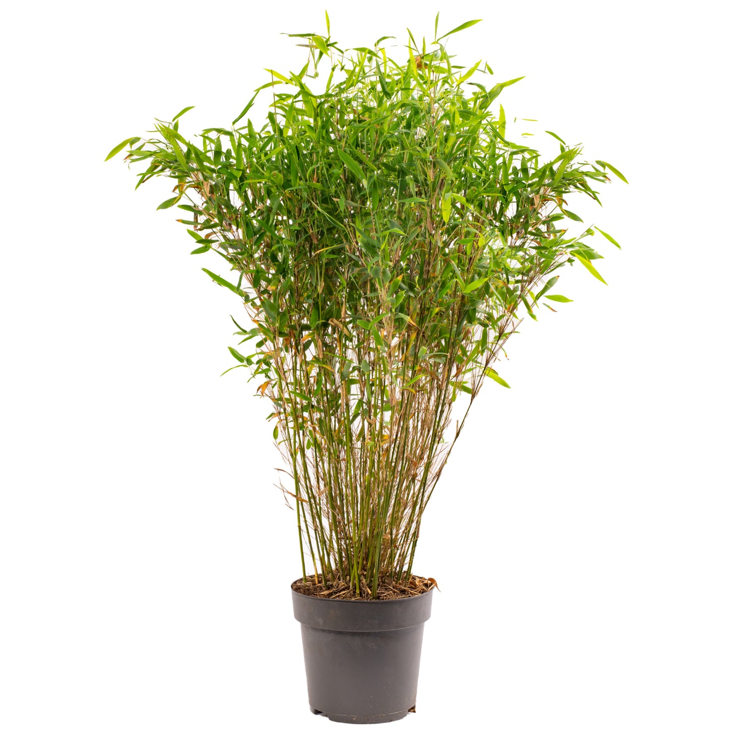 Bamboo Fargesia Murielae Winter Black