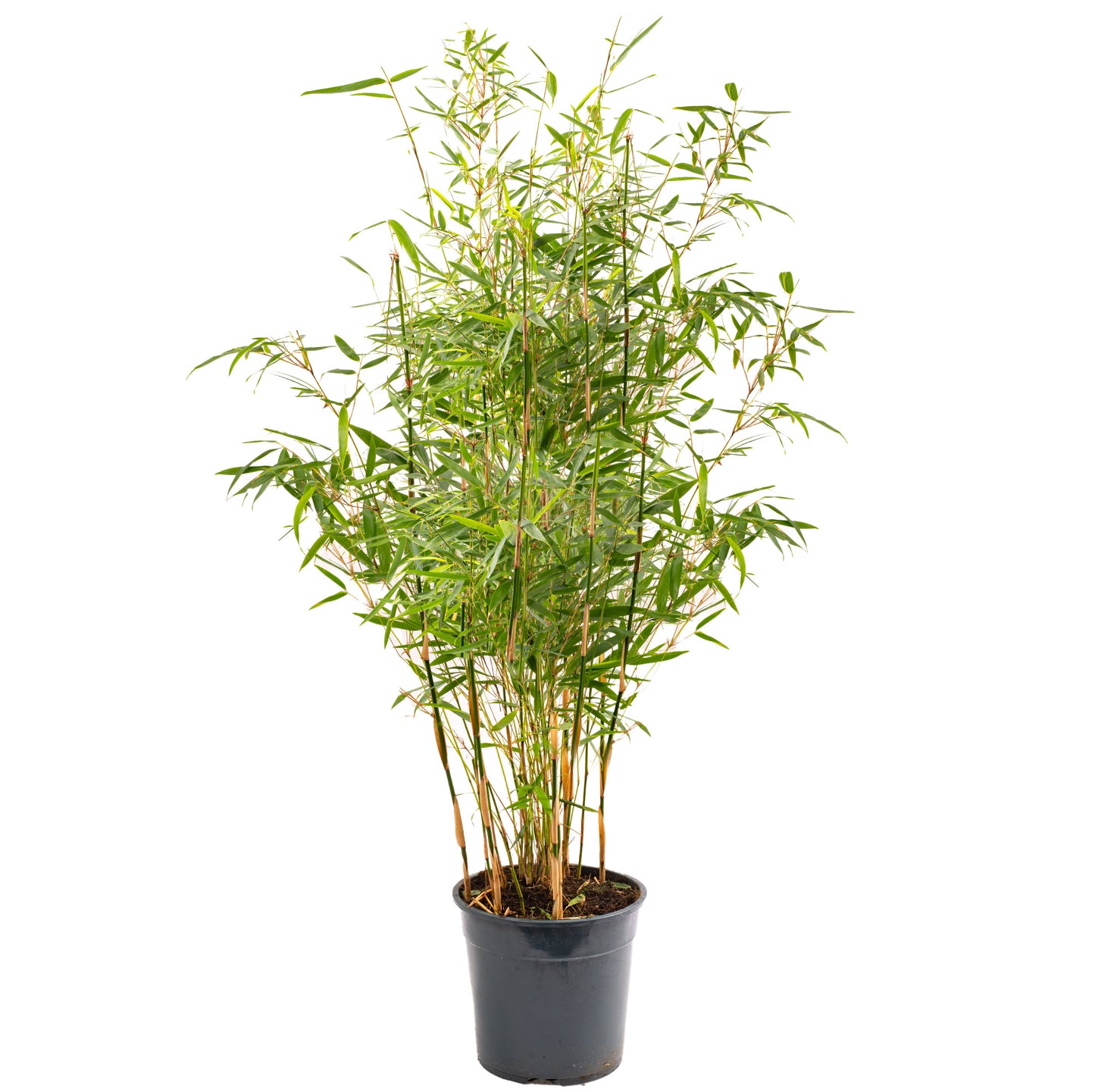 Bamboo Fargesia Pingwu