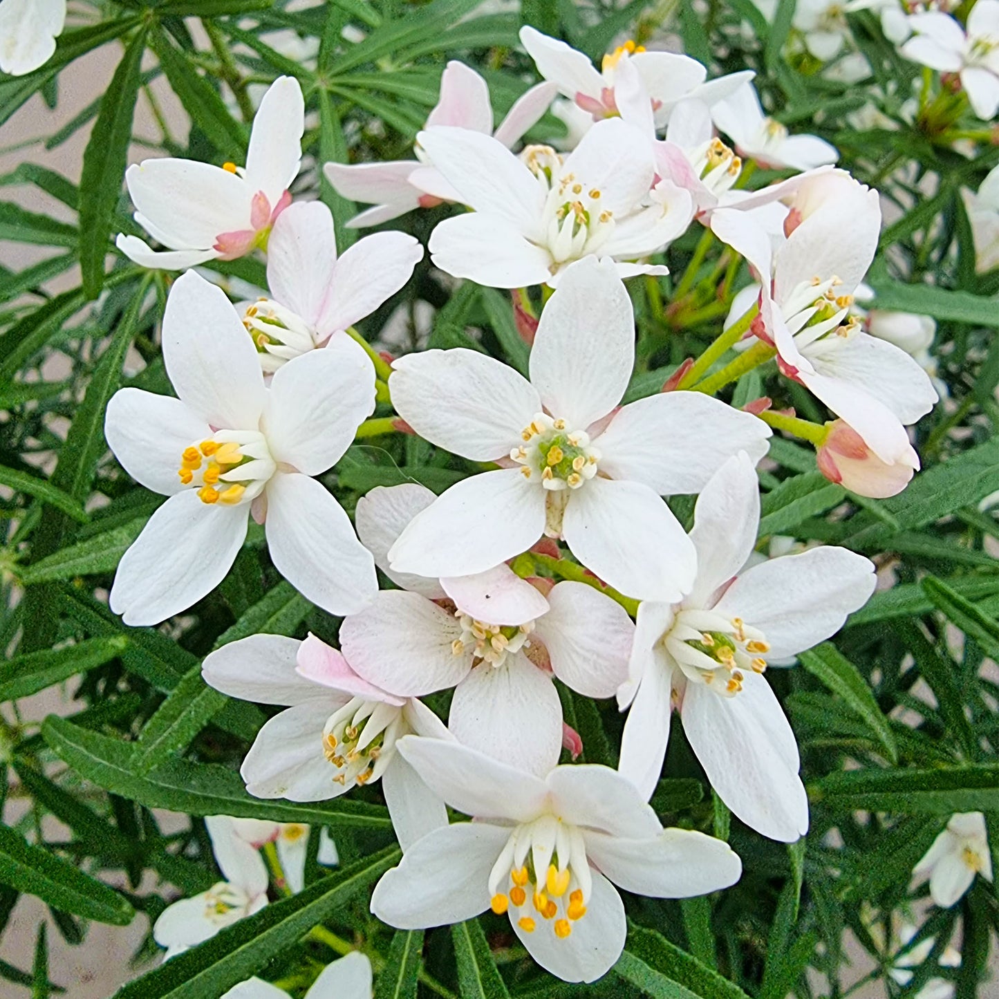 Choisya Scented Gem