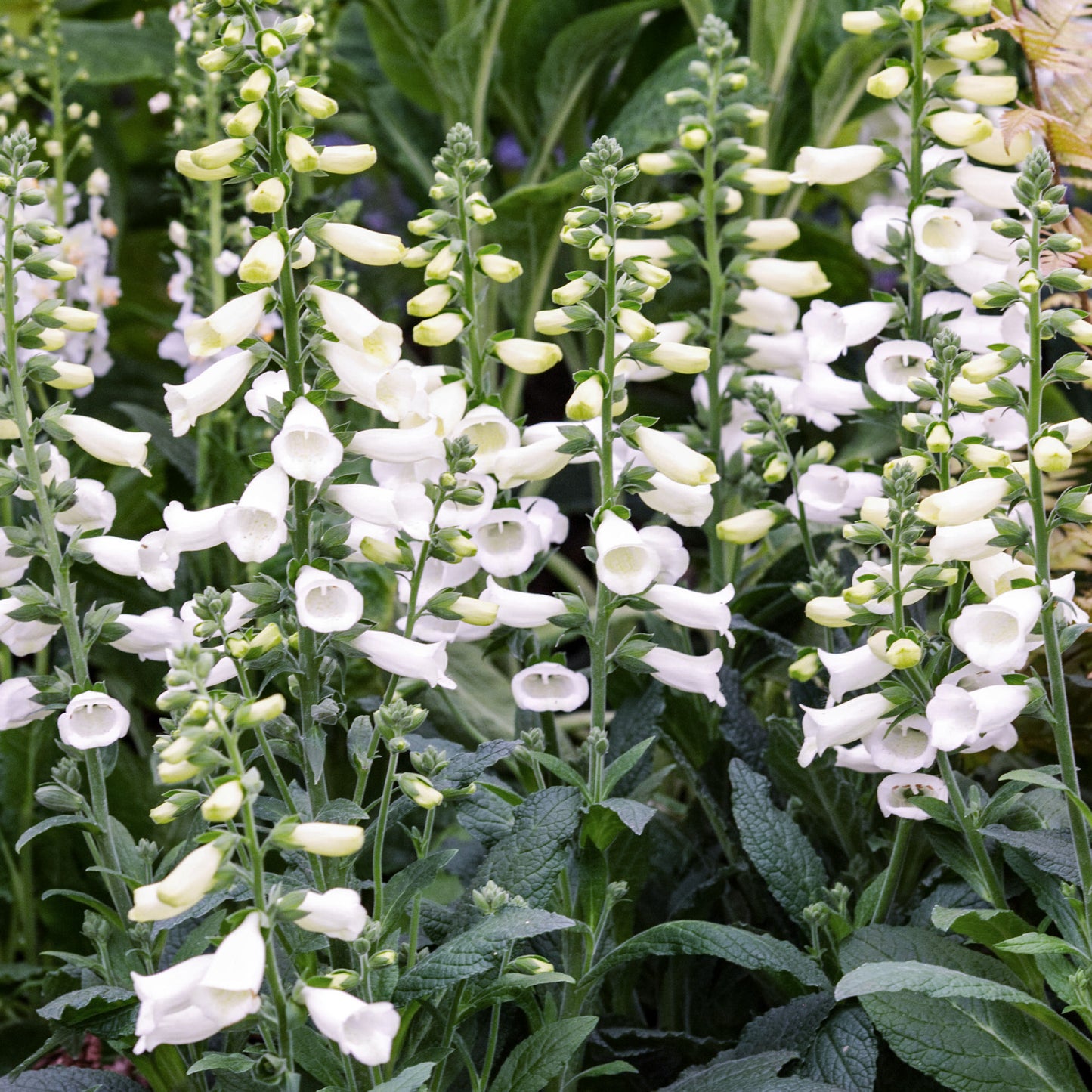 Digitalis Lucas White
