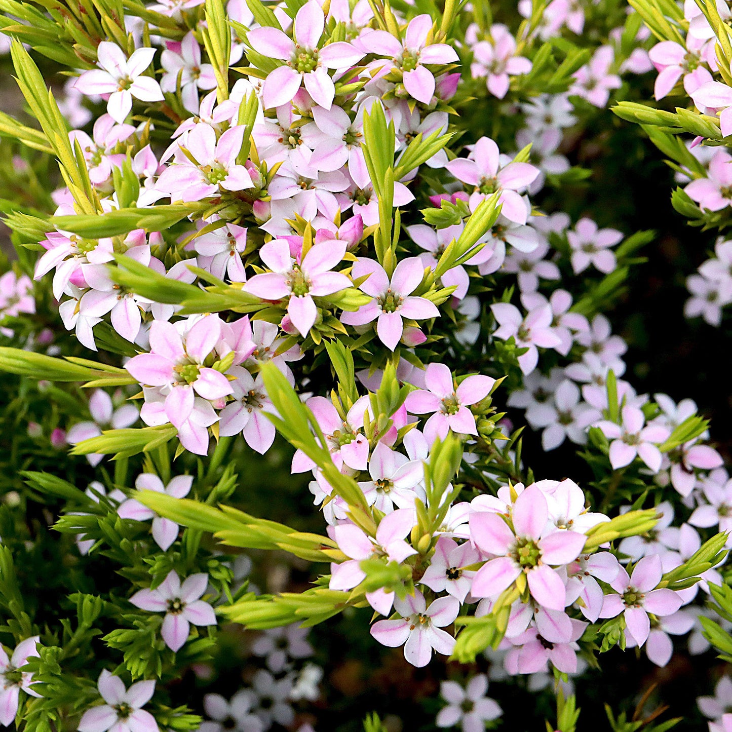 Diosma Sunset Gold