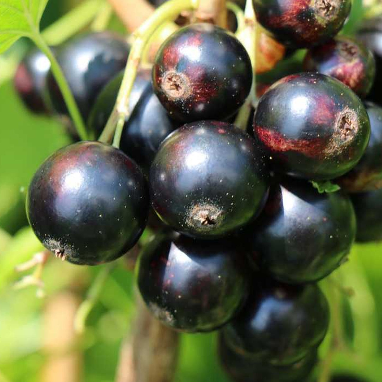 Blackcurrant Little Black Sugar