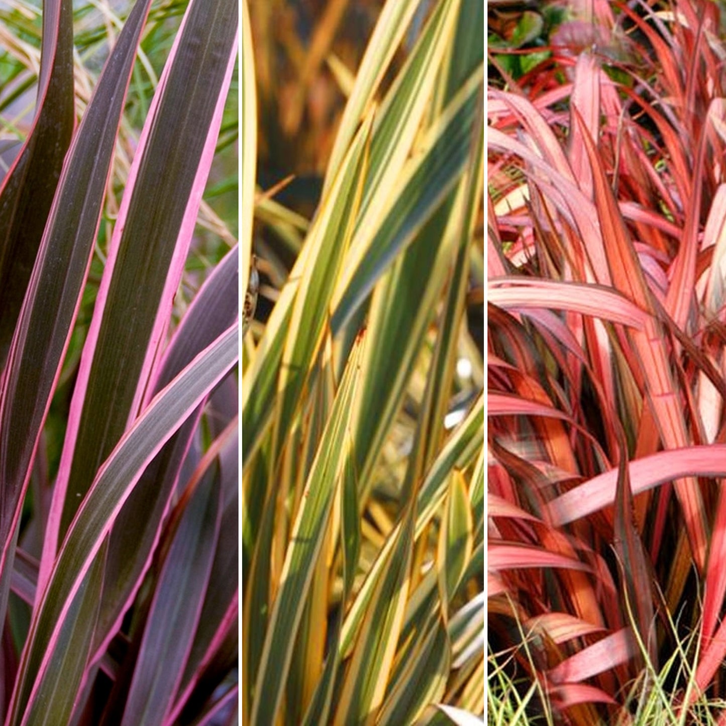 Phormium Mix (9cm, Pack of 3)