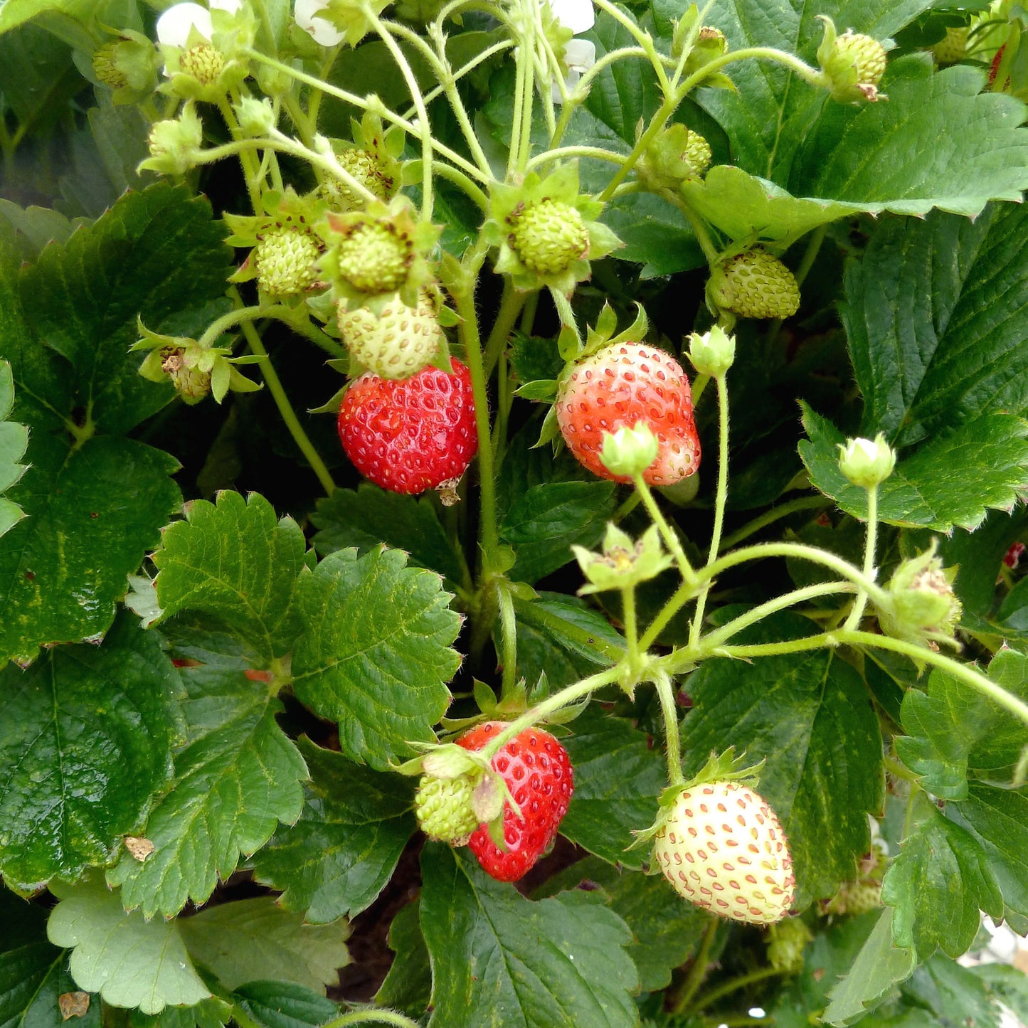 Strawberry Mix (9cm)