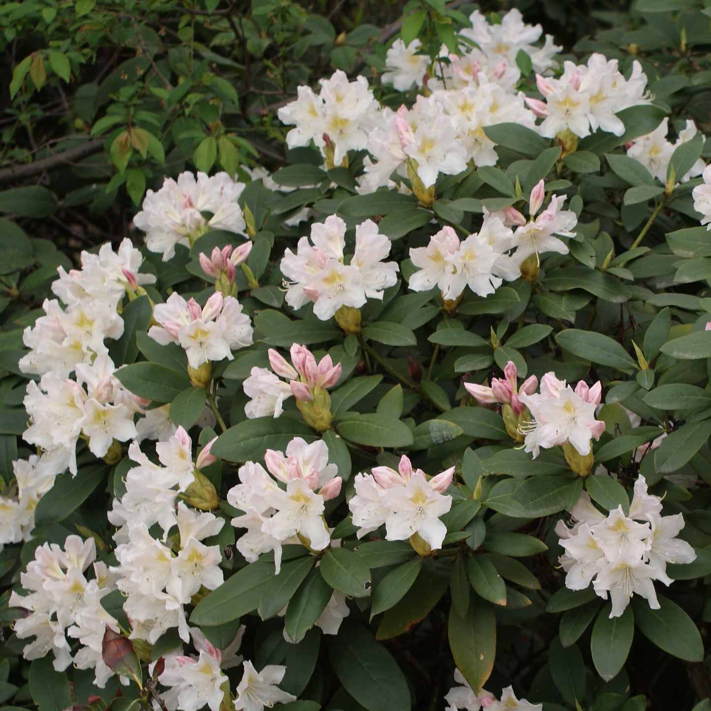 Rhododendron Cunninghams White