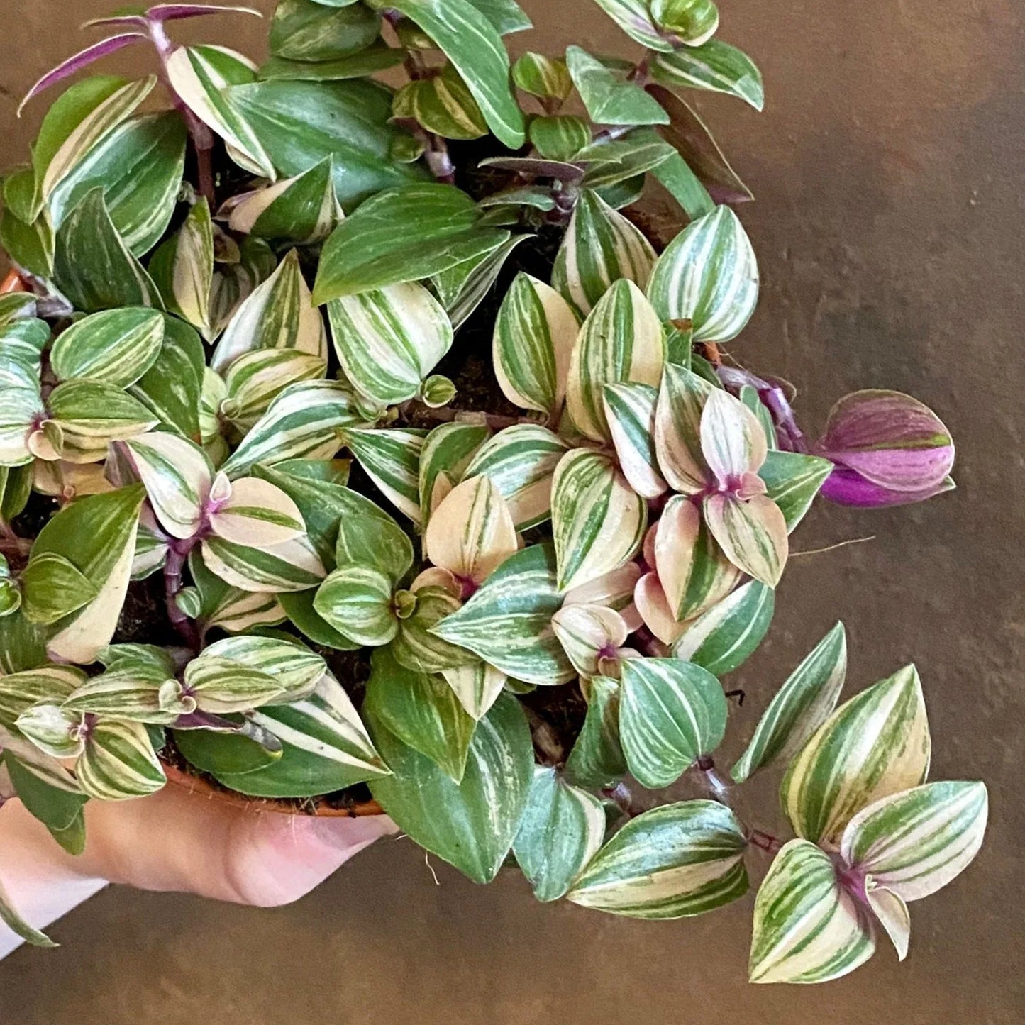 Tradescantia Quadricolor