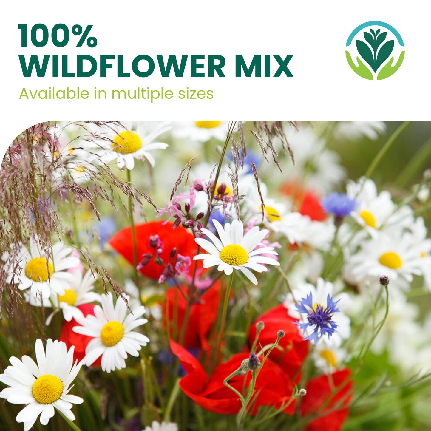 100% Wildflower Seeds - Bees & Butterfly Mix