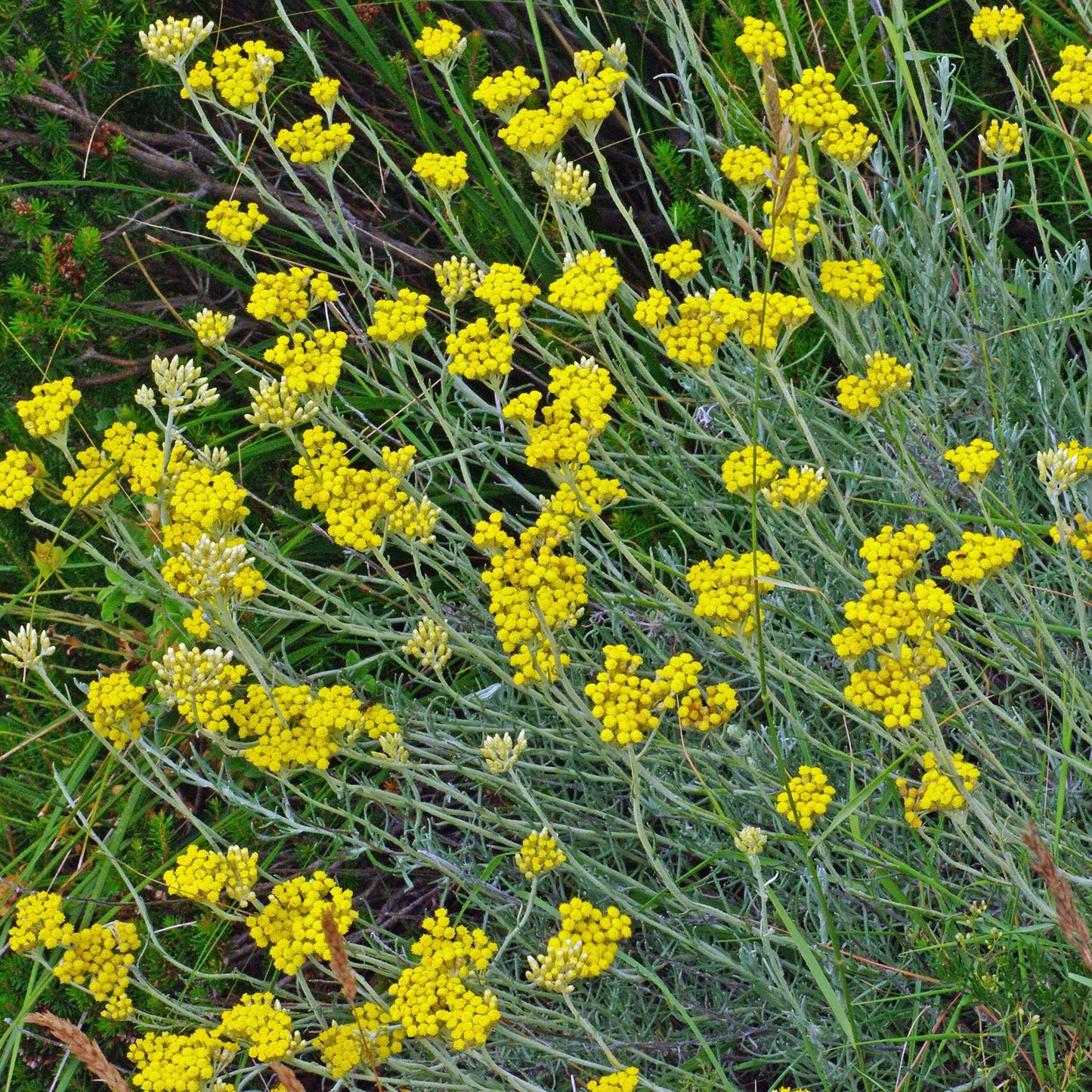 Herbs - Curry Plant, Helichrysum Italicum
