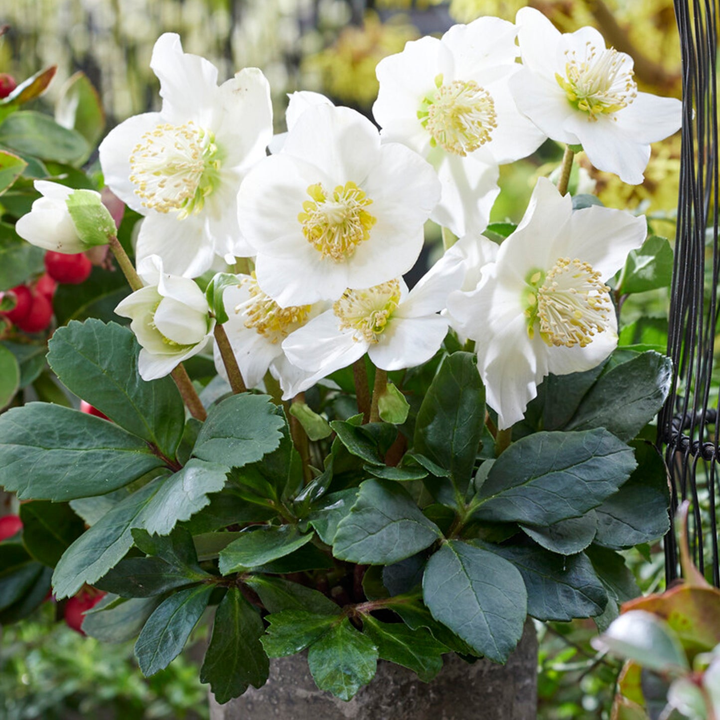 Helleborus Christmas Carol