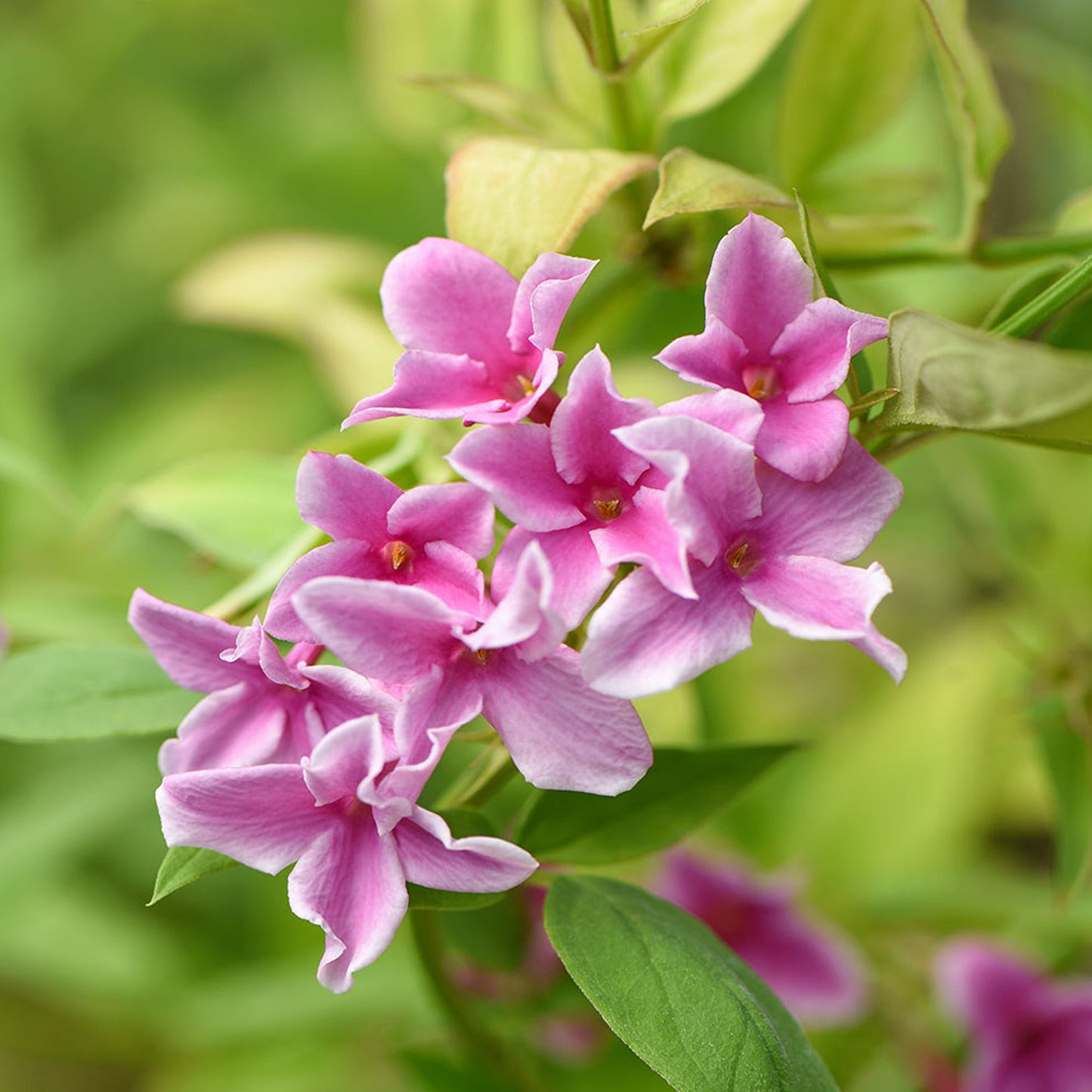 Jasminum Starry Starry Summer Scent