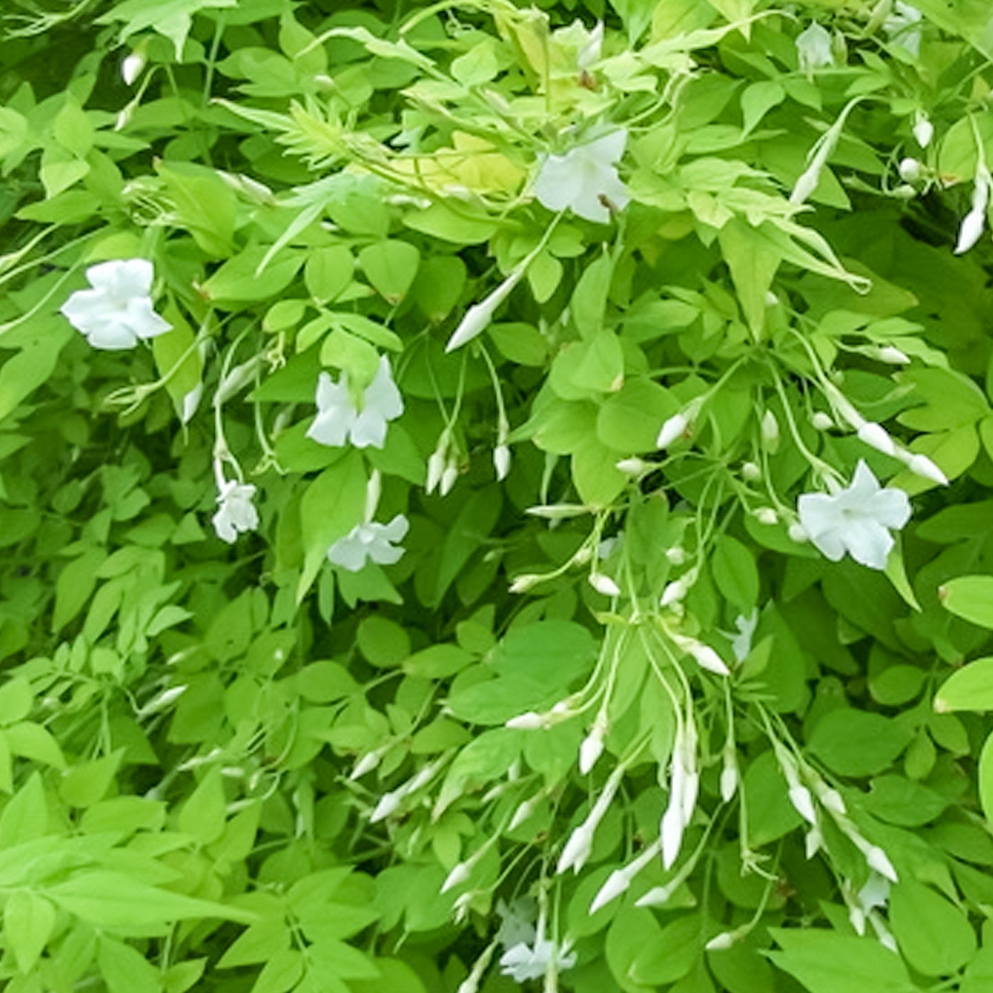 Jasminum Sunbeam
