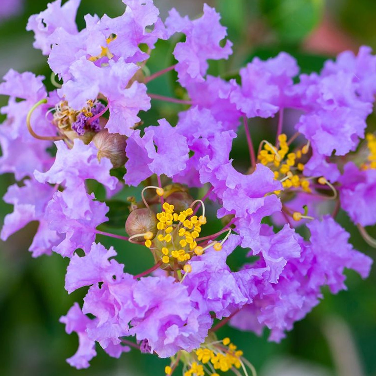 Lagerstroemia Cordon Bleu