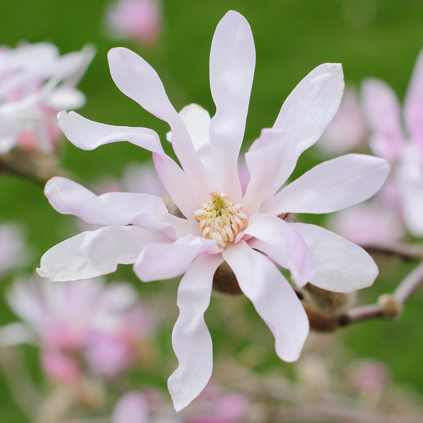Magnolia Leonard Messel