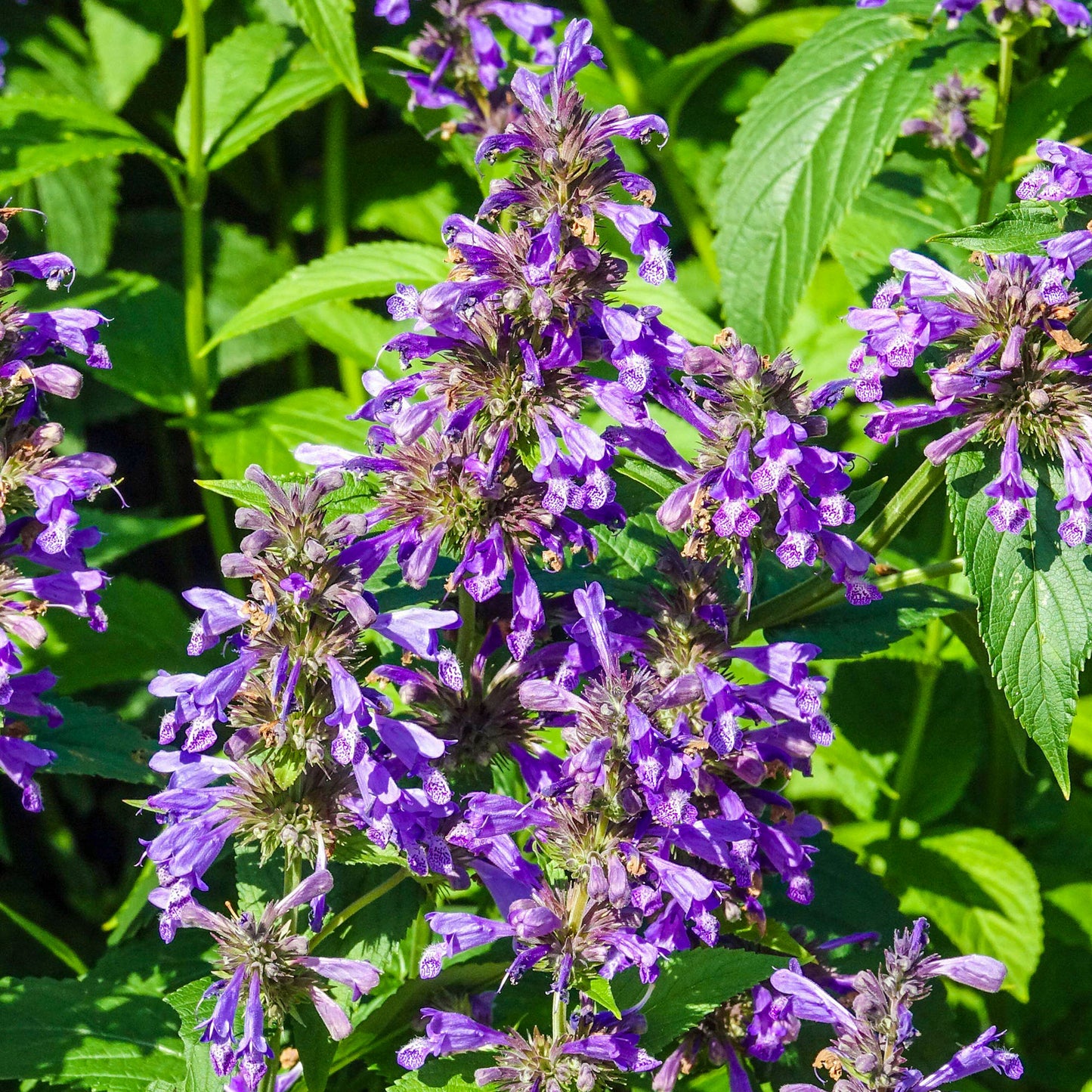 Nepeta Blue Prelude
