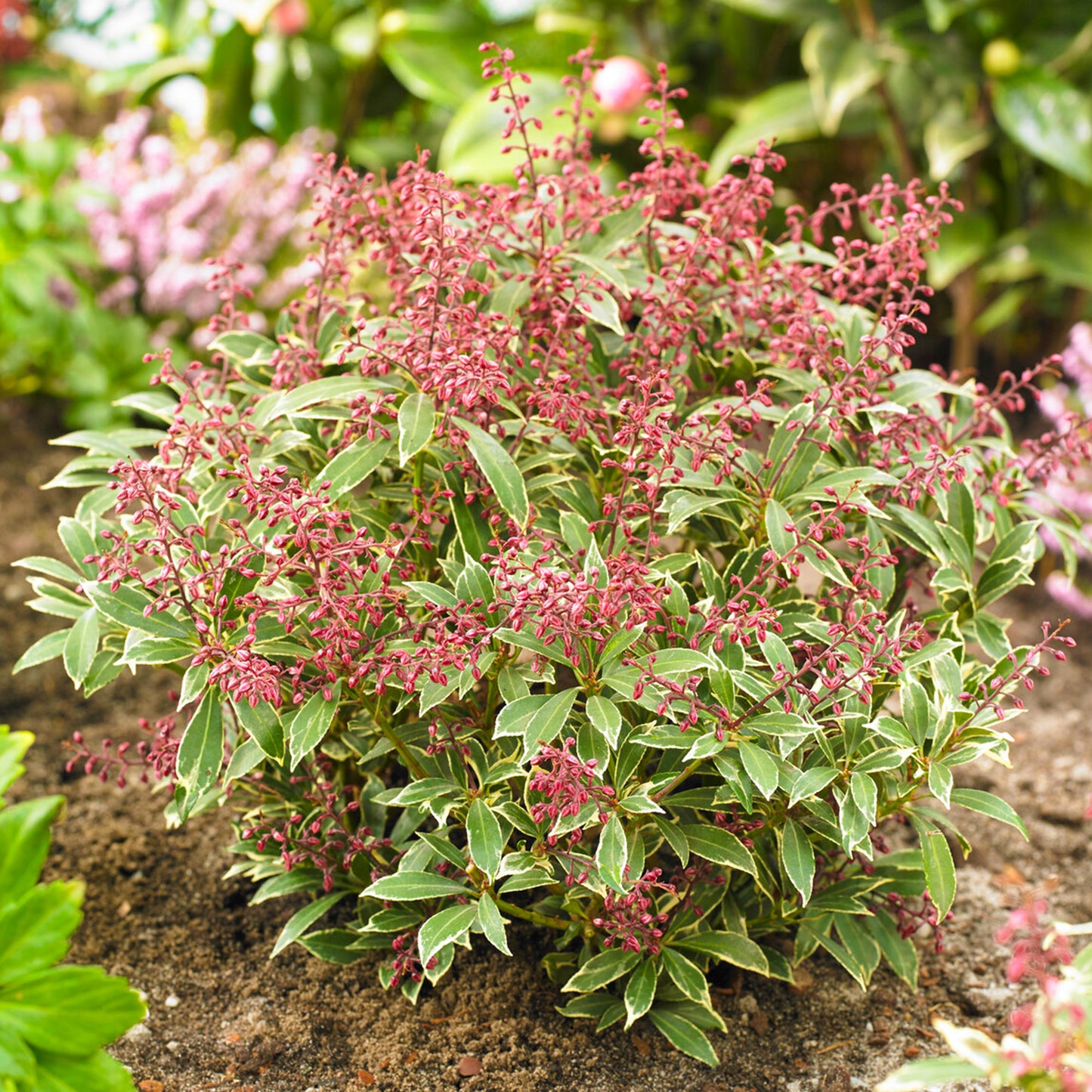 Pieris Polar Passion