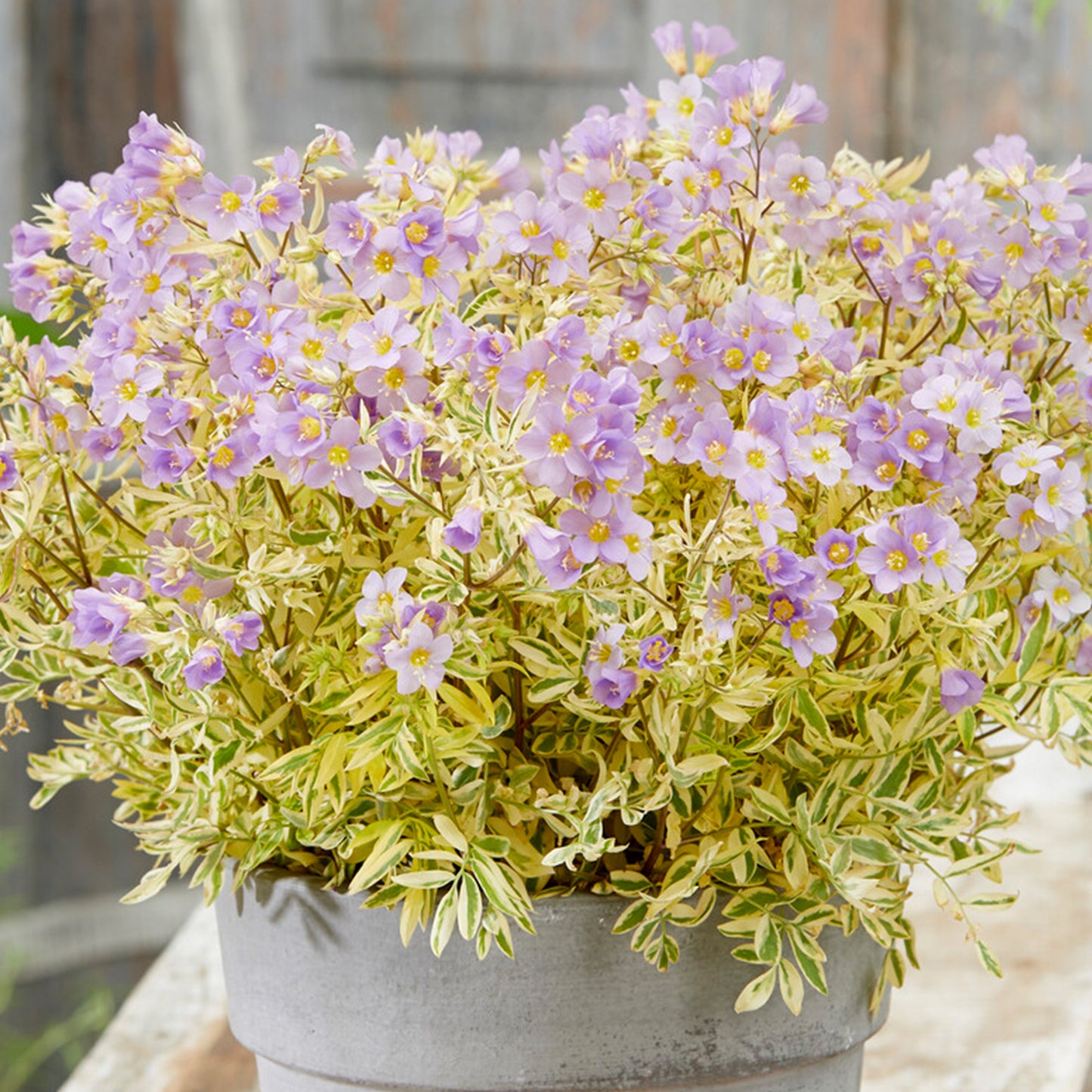 Polemonium Golden Feathers