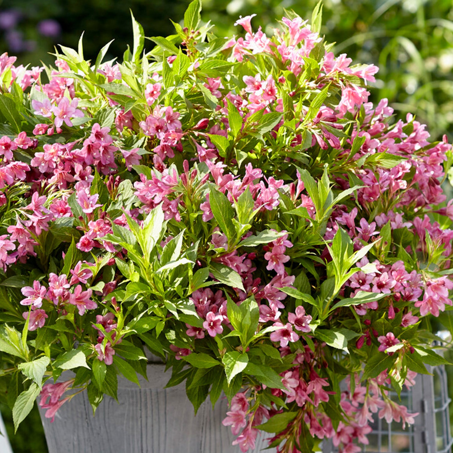 Weigela Picobella Rosa