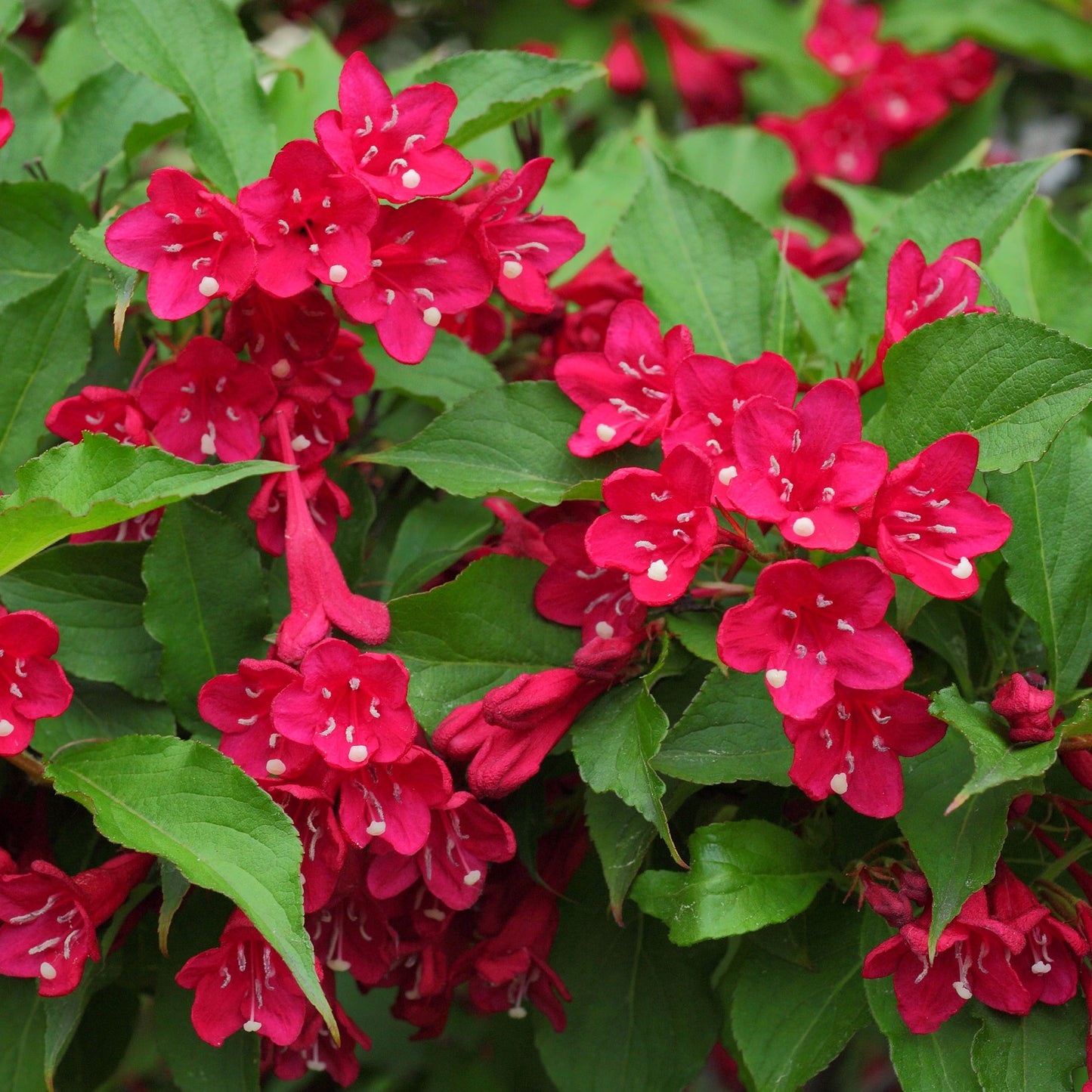 Weigela Picobella Rosso