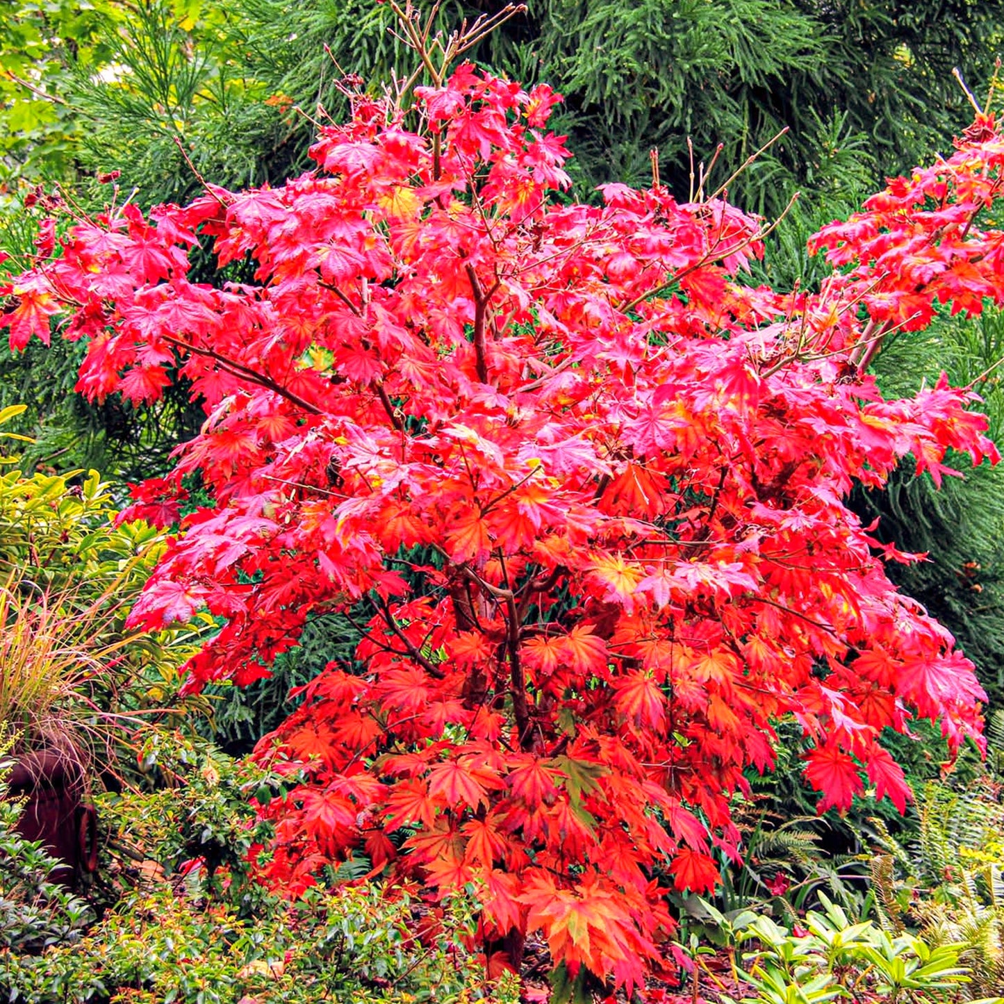 Acer Vitifolium