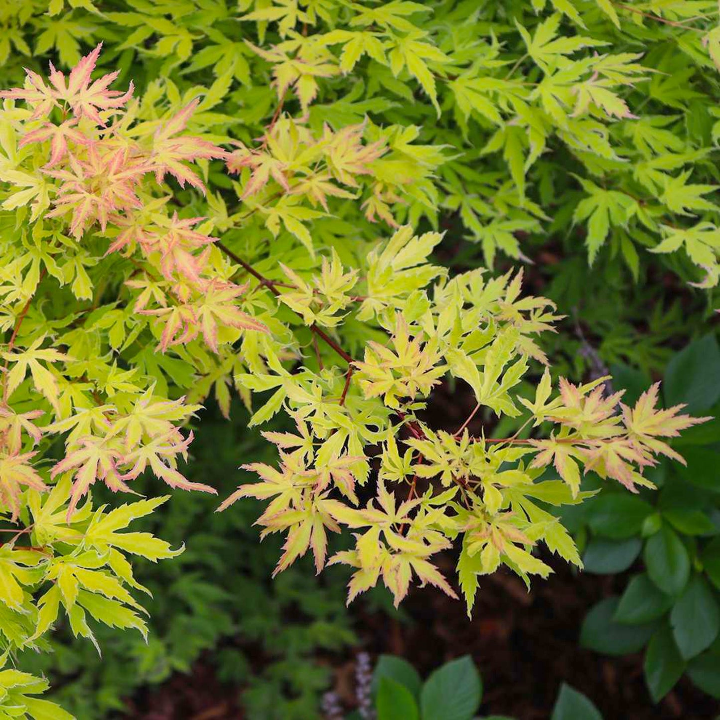Acer Metamorphosa
