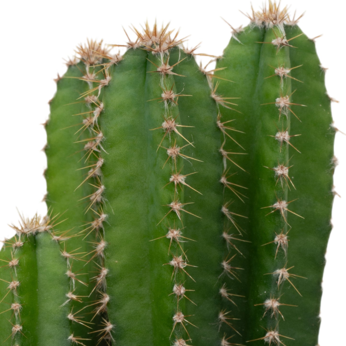 Baby Plants - Cereus Peruvianus Florida