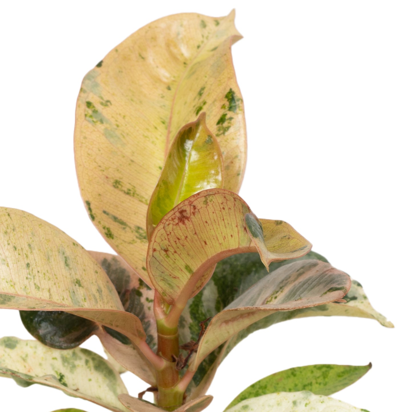 Baby Plants - Ficus Elastica Schrijveriana